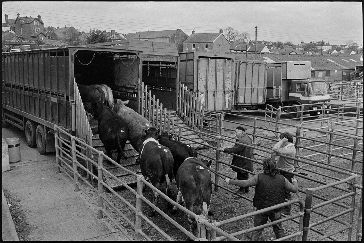 Sheep being loaded and unloaded at market. Lorries parked.
[Cattle being loaded into the back of a lorry parked in a row of waiting lorries at South Molton market.]