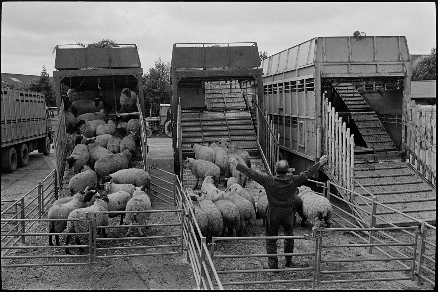 Sheep being loaded and unloaded at market. Lorries parked.
[Sheep being loaded into the back of two lorries parked at South Molton market. Another lorry is waiting to be loaded next to them. The lorries have three tiers.]