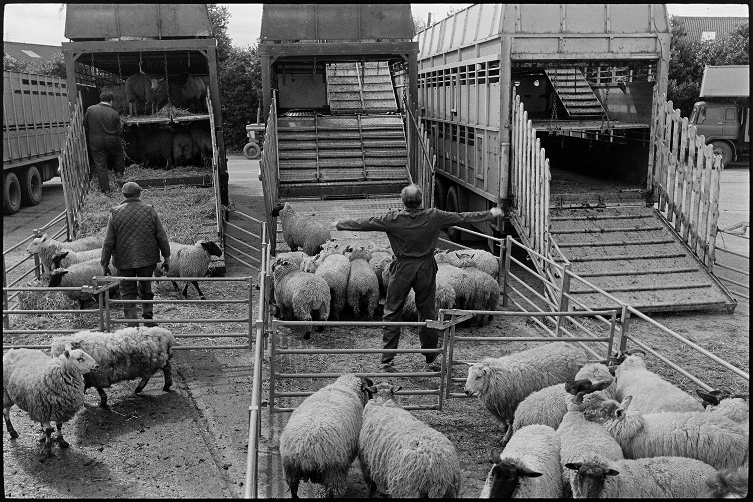 Sheep being loaded and unloaded at market. Lorries parked.
[Three men loading sheep into the back of two lorries parked at South Molton market. Sheep are waiting in pens in the foreground. Another lorry is waiting to be loaded next to them. The lorries have three tiers.]