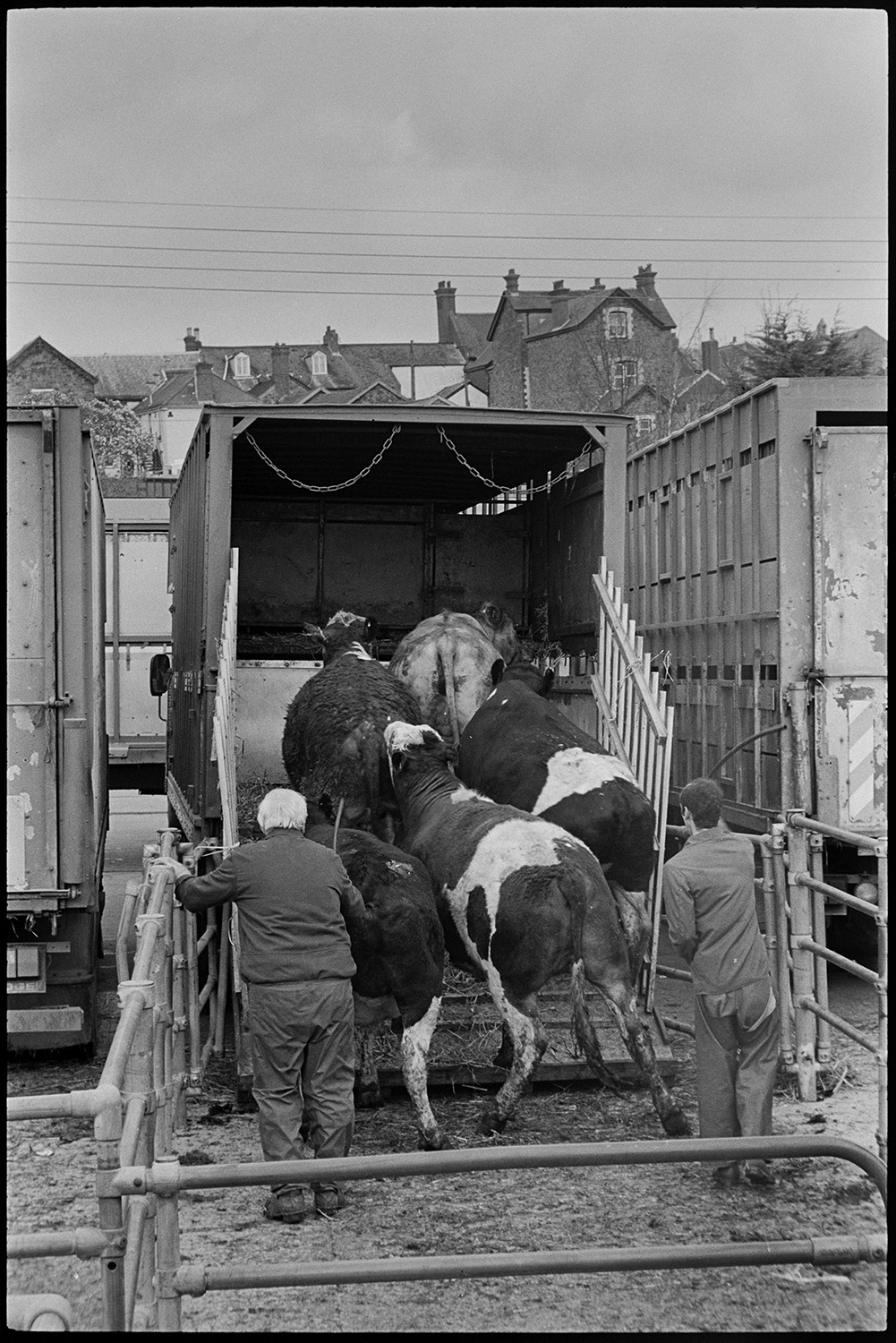 Sheep being loaded and unloaded at market. Lorries parked.
[Cattle being loaded in to the back of a lorry by two men at South Molton market.]