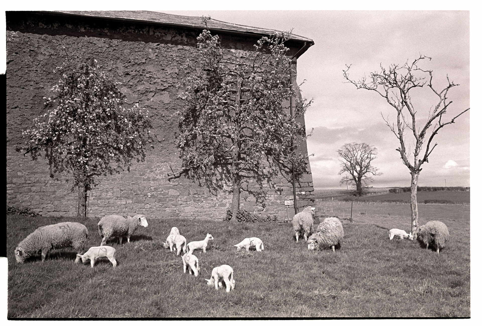 Orchards, espaliered pear tree cob barn wall with grazing sheep and lambs. 
[Espaliered pear trees growing up the cob wall of a barn at Shobrooke. Sheep and lambs are grazing in the orchard by the trees.]