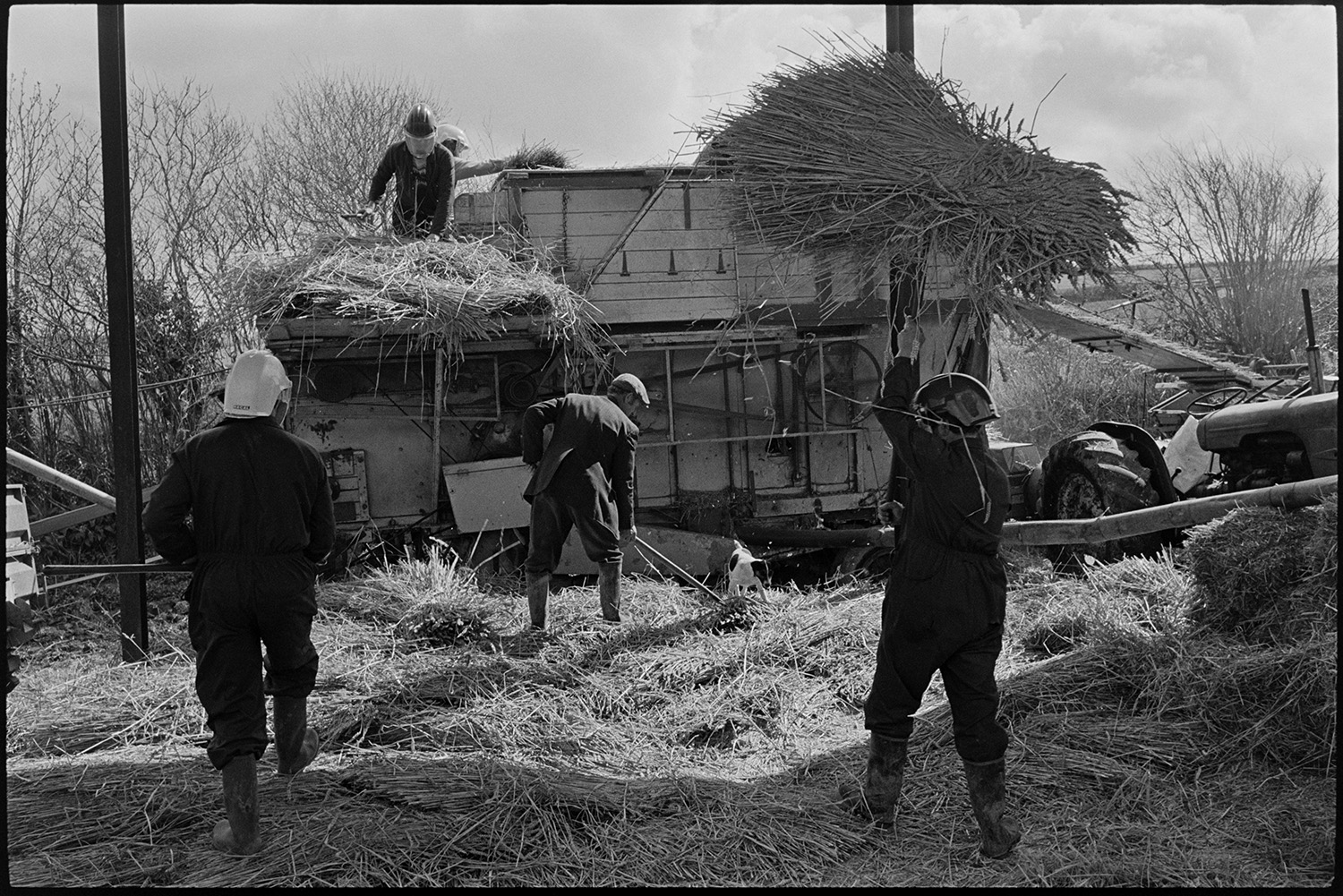 Reedcombers working from barn, loading, reed comber.
[Men loading reed from a barn on to a threshing machine or reed comber at Spittle Farm, near Chulmleigh. They are using pitchforks and some men are wearing helmets or visors. A tractor and elevator are alongside the threshing machine.]