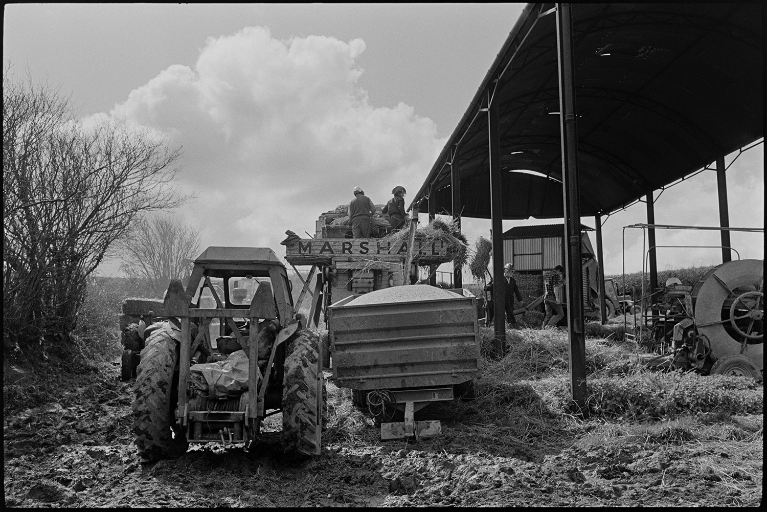 Reedcombers working from barn, loading reed comber.
[Men loading reed from a dutch barn into a Marshall threshing machine or reed comber at Spittle Farm, near Chulmleigh. Three men are wearing helmets or visors. A tractor, and a trailer full of grain, are alongside the threshing machine.]