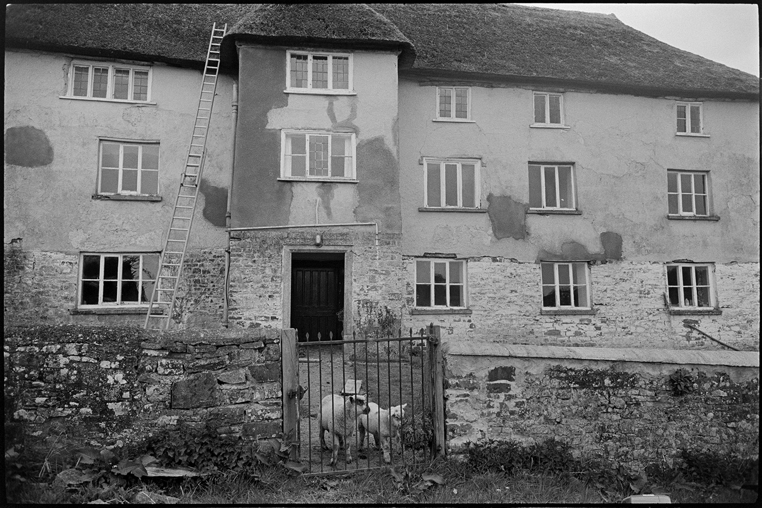 Thatch and cob farmhouse with lambs penned in front garden.
[A thatch and cob three storey farmhouse at Brookland, near Chulmleigh. There are two lambs behind a metal garden gate, and a ladder is standing against the house wall.]