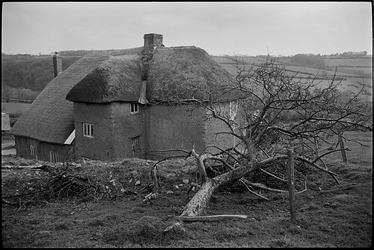 Thatch and cob farmhouse with lambs penned in front garden.
[The rear of a large thatch and cob three storey farmhouse at Brookland, near Chulmleigh. There is a fallen apple tree and rubble behind the house with a landscape of fields and woods in the background.]