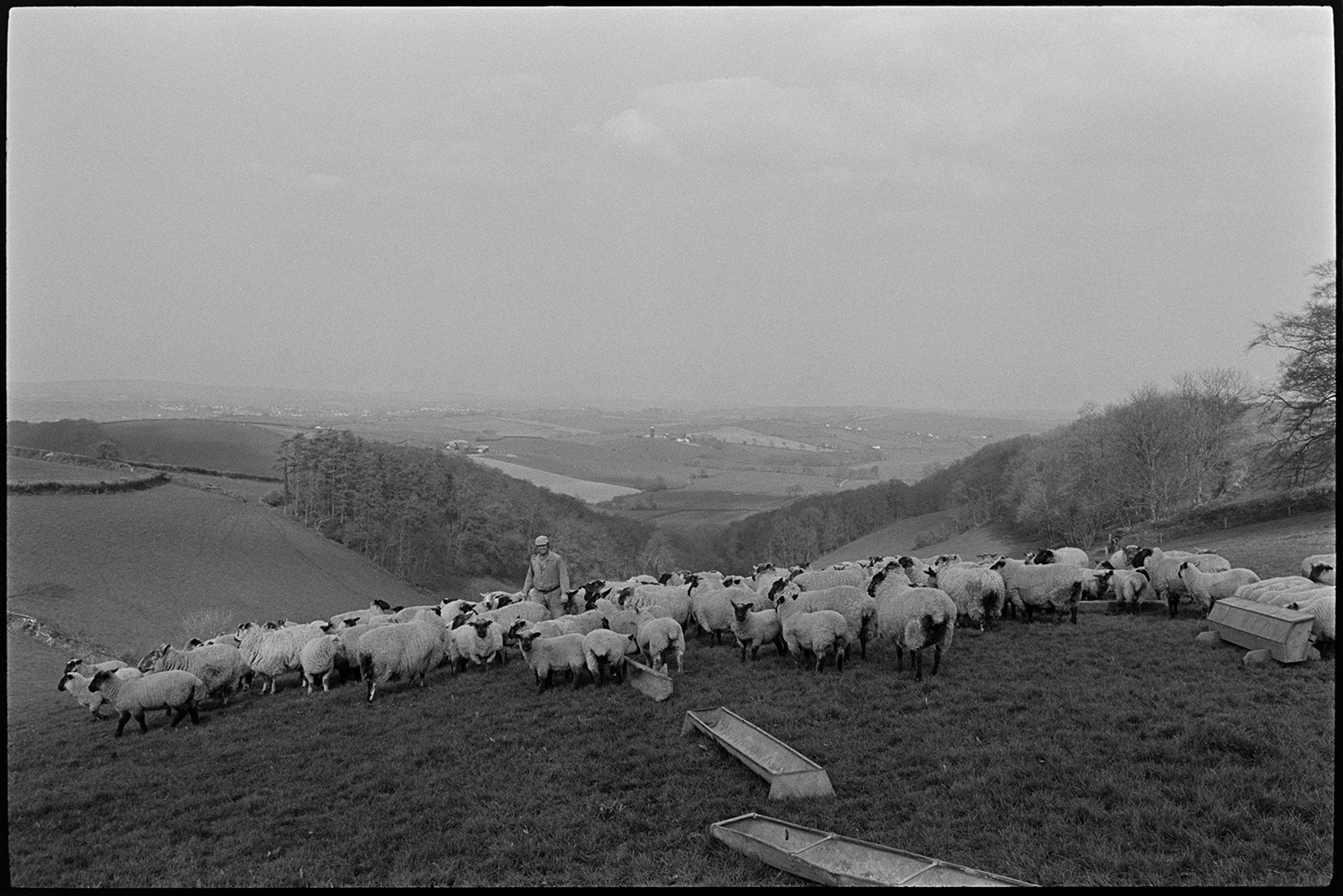 Shepherd feeding sheep.
[A man feeding his sheep in a field at Warkleigh, Satterleigh. There are metal feeding troughs on the ground and a wooded valley and fields are visible in the background.]