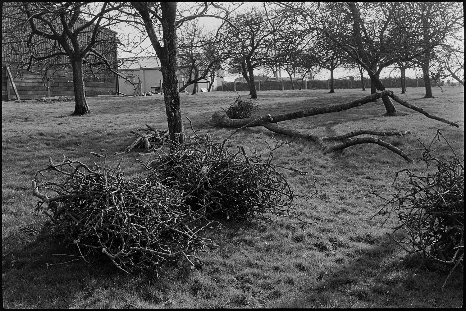 Orchard with prunings.
[A pile of prunings in an apple orchard at Warkleigh, near Satterleigh. There is a fallen apple tree and farm buildings in the background.]