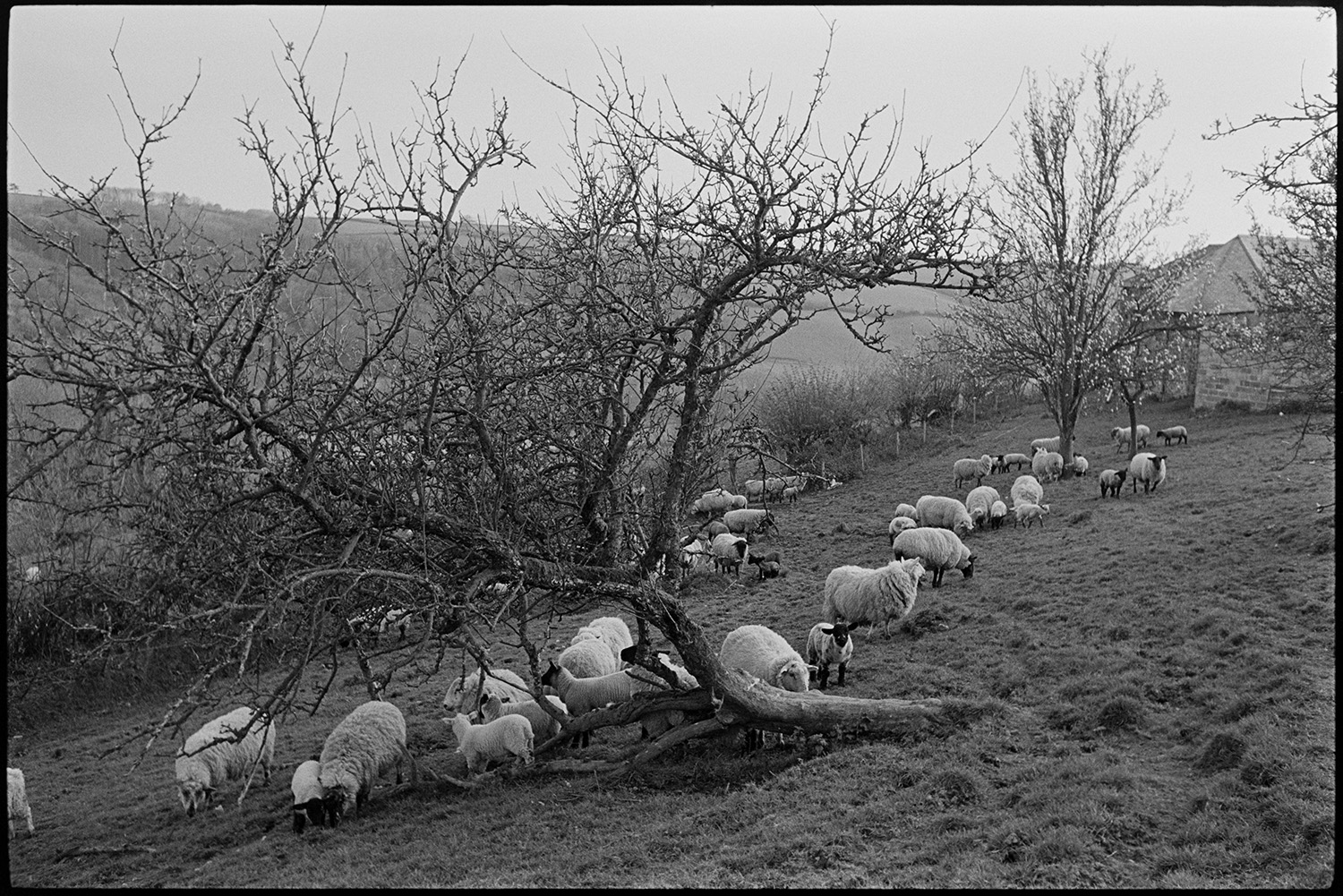 Orchards. Sheep in farm orchard.
[A flock of sheep with lambs grazing in an orchard at Sydham, Chulmleigh.]