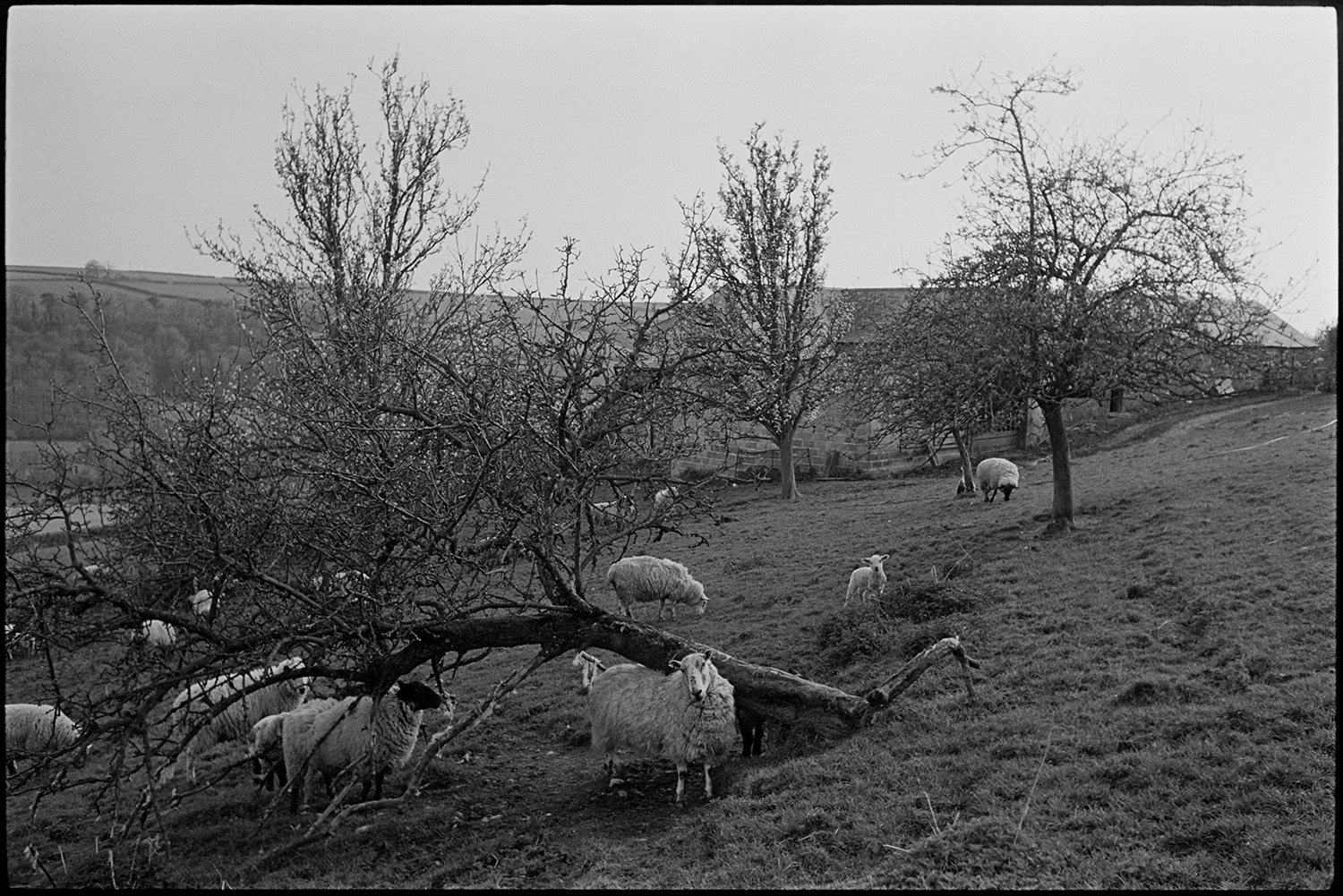 Orchards. Sheep in farm orchard.
[A flock of sheep with lambs grazing in an orchard at Sydham, Chulmleigh.]