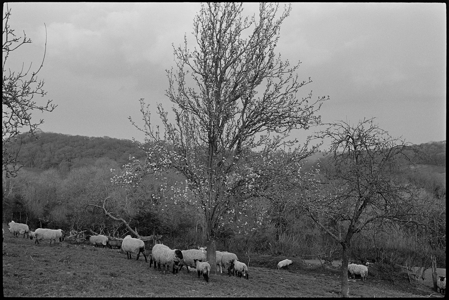 Orchards. Sheep in farm orchard.
[A flock of sheep with lambs grazing in an orchard at Sydham, Chulmleigh. The tree in the foreground is in blossom.]