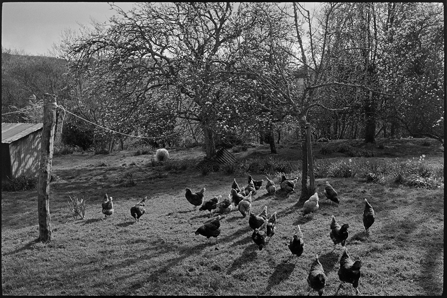 Farm orchard with sheep and chickens, poultry house.
[A flock of chickens on the grass at the edge of an orchard, with trees in blossom, at Harford, Landkey. A corrugated iron hen house is visible in the background.]