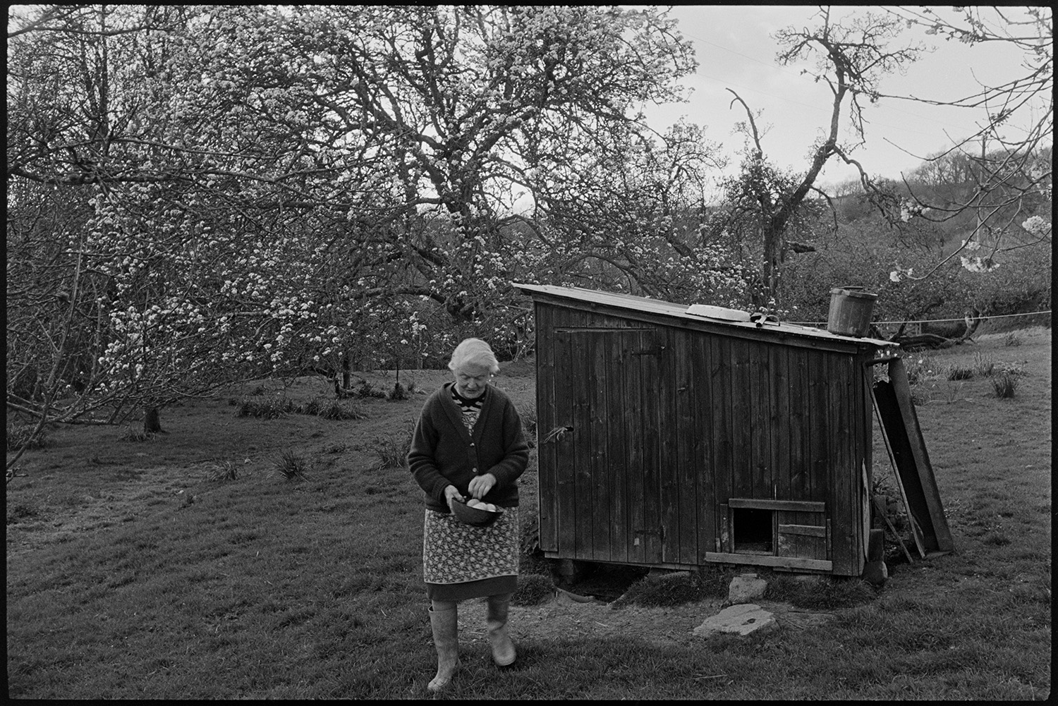 Farm orchard with sheep and chickens, poultry house.
[A woman collecting eggs from a wooden poultry house in an orchard with blossoming trees at Harford, Landkey.]