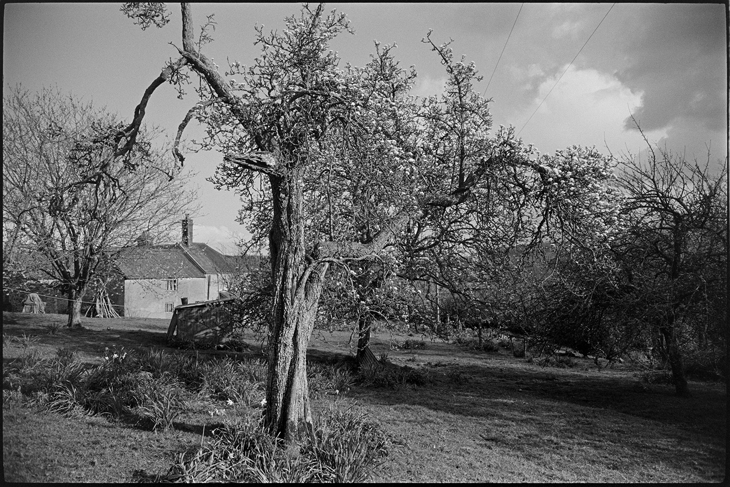Farm orchard with sheep and chickens, poultry house.
[An orchard with blossoming trees at Harford, Landkey, with the farmhouse and a woodpile in the background.]