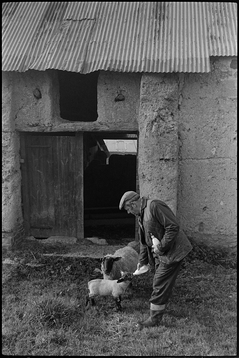 Shepherd feeding lambs beside cob and thatch barn.
[John Moyes bottle feeding a lamb, with the mother watching, in front of the entrance to a cob barn with a corrugated iron roof, at Brookland Farm, Chulmleigh.]