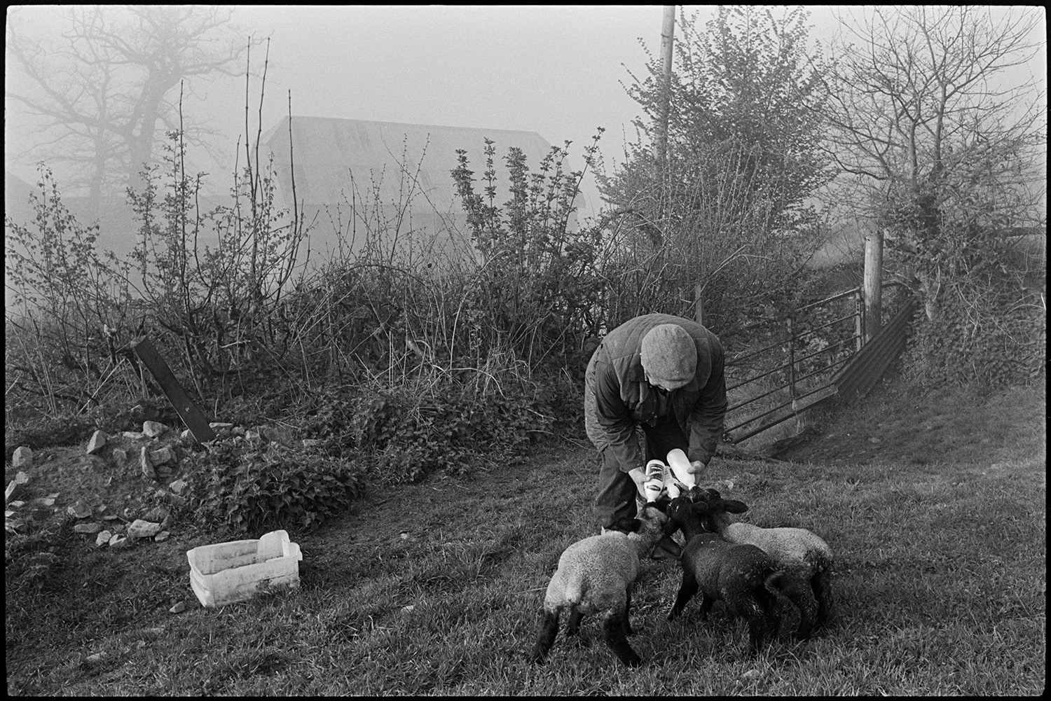 Shepherd feeding lambs beside cob and thatch barn.
[John Moyes bottle feeding three lambs in a field at Brookland Farm, Chulmleigh on a misty morning. A hedge, metal gate and a misty view of a barn are visible in the background.]