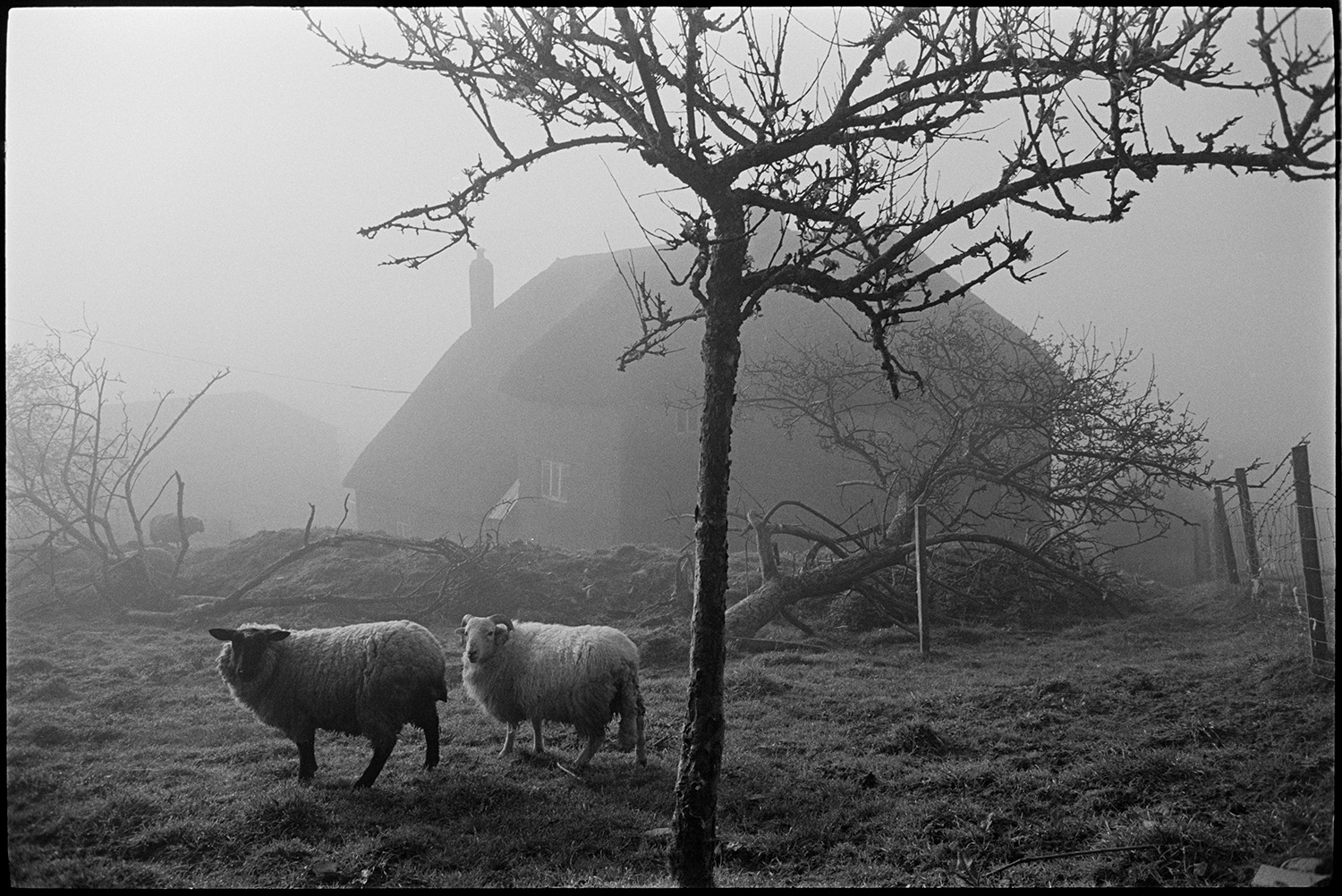 Orchards, remains of orchard at cob and thatch farmhouse, sheep misty morning.
[Two sheep standing in an old orchard at Brookland Farm, Chulmleigh on a misty morning. The cob and thatch farmhouse is visible in the background.]