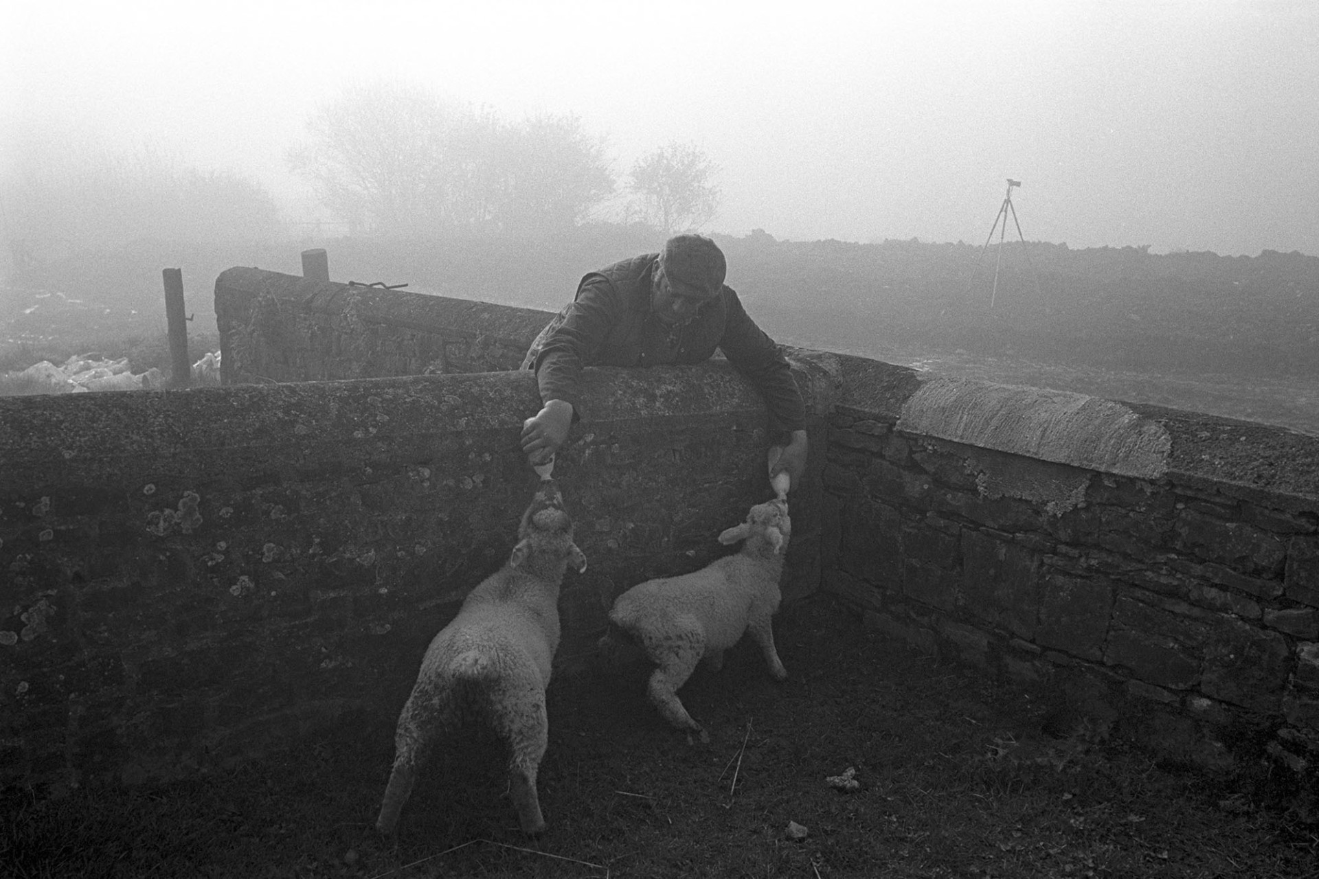 Shepherd feeding two lambs simultaneously leaning over wall. 
[John Moyes bottle feeding two lambs over a stone wall at Brookland, Chulmleigh.]