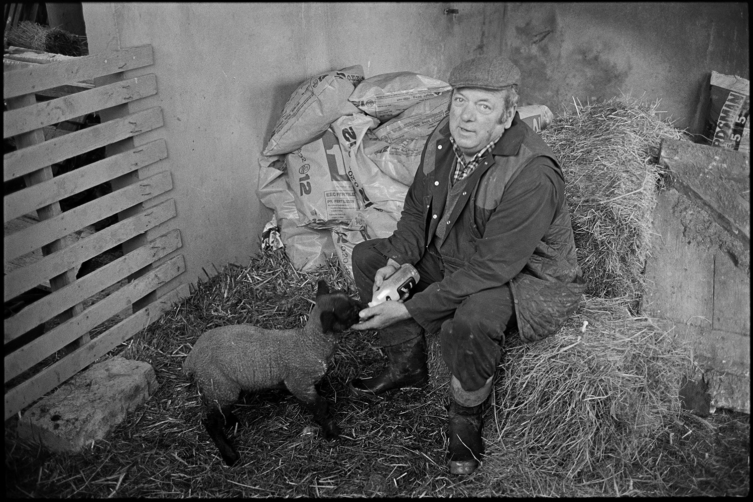 Shepherd feeding lambs beside cob and thatch farmhouse, mixing feed in kitchen.
[John Moyes bottle feeding a lamb while sitting on a hay bale in a barn at Brookland Farm, Chulmleigh.]