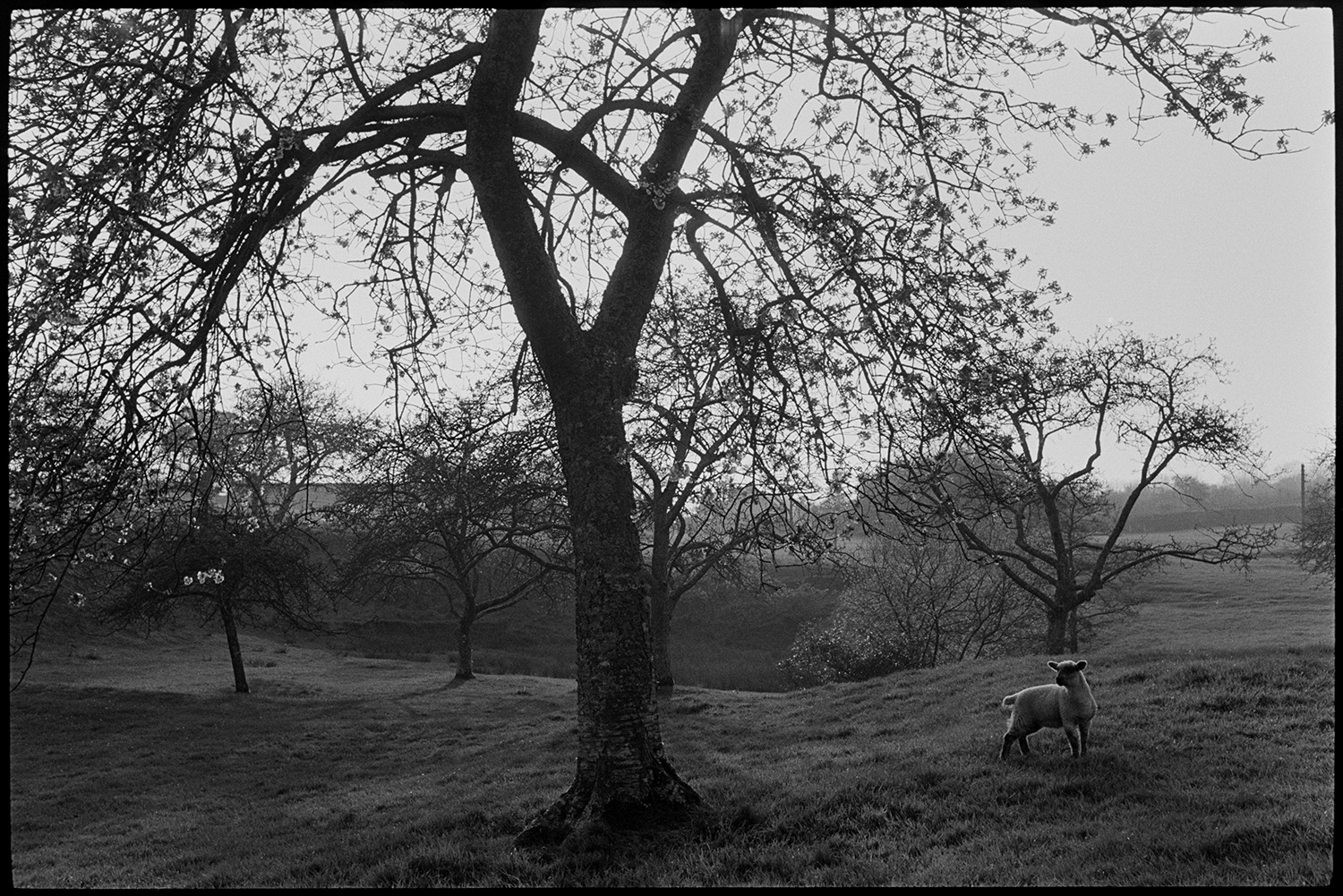Orchards. Mazzard cherry trees in blossom,
[A sheep in an old orchard of mazzard cherry trees in blossom at Harford, Landkey