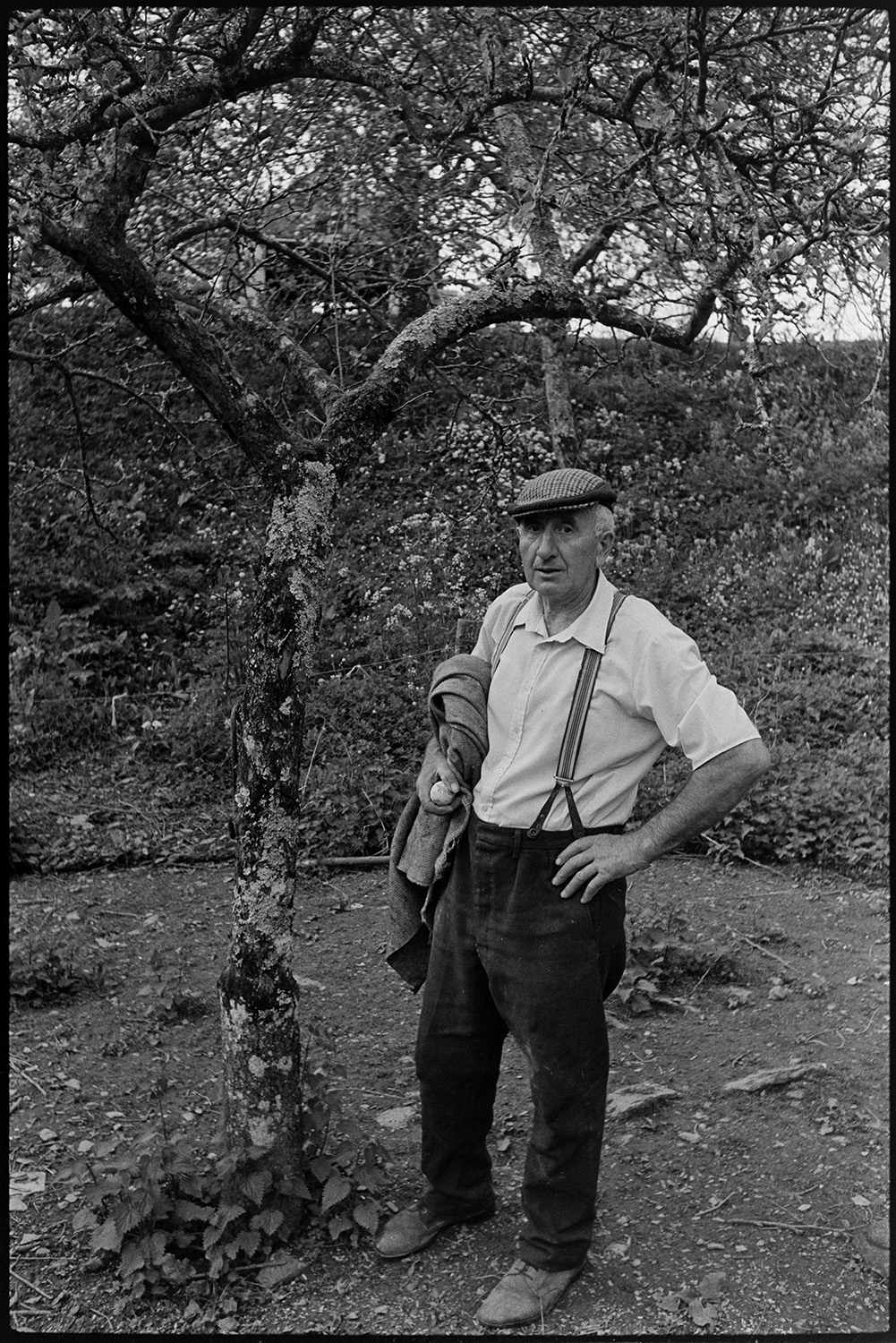 Orchards. Mazzard cherry trees in blossom,
[Walter King standing under a Mazzard cherry tree in an orchard at Harford, Landkey.]