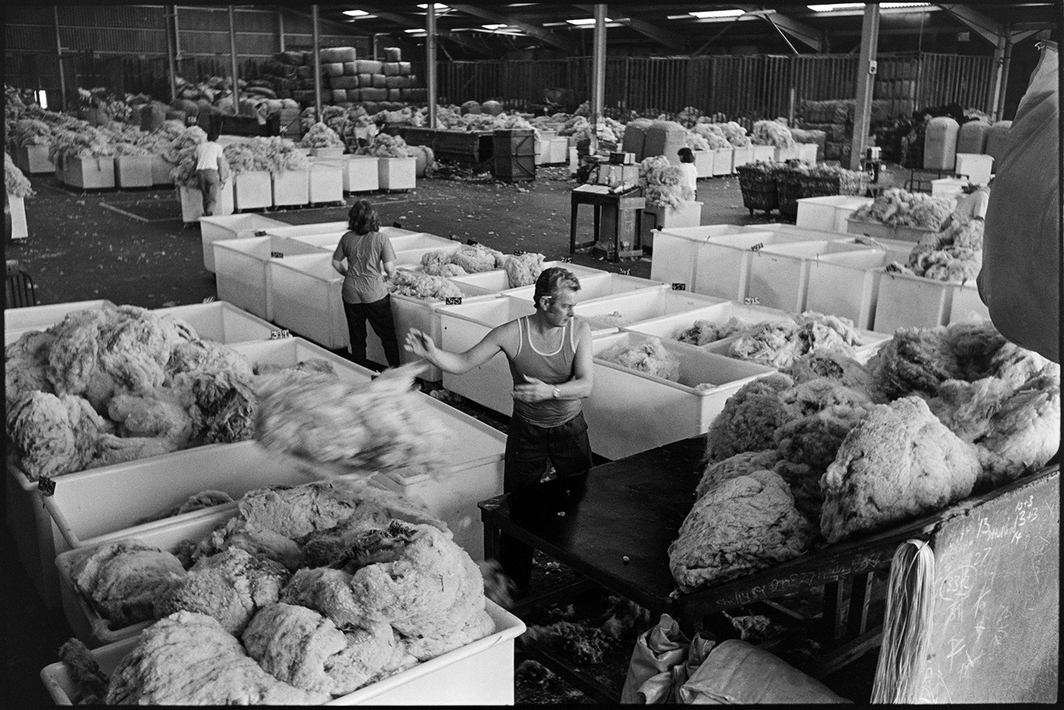 Men and women sorting wool fleeces into bins in the warehouse of Devon & Cornwall Wools Ltd at the Pathfields Business Park in South Molton.