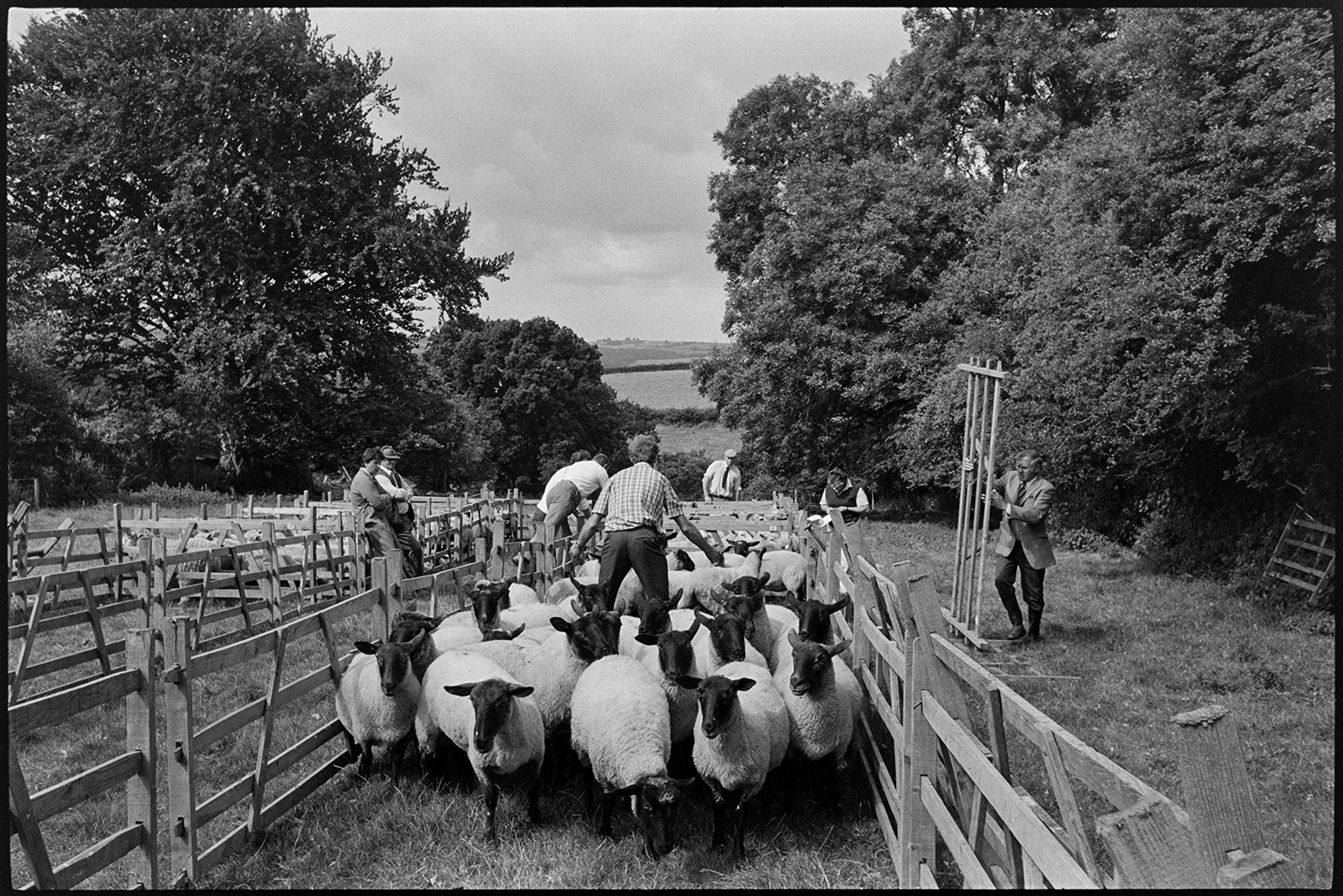 Chulmleigh Fair, sheep being penned before sale.
[A group of men herding black faced sheep into wooden pens in a field near Chulmleigh which is surrounded by trees. They are being put into pens prior to a sale during Chulmleigh Fair.]