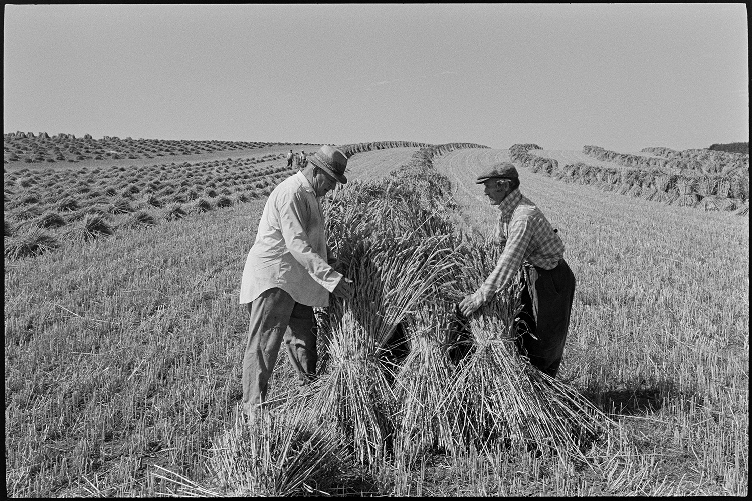 Men setting up stooks.
[Four men, including Mr Down, setting up stooks of corn in a field at Spittle, Chulmleigh.]
