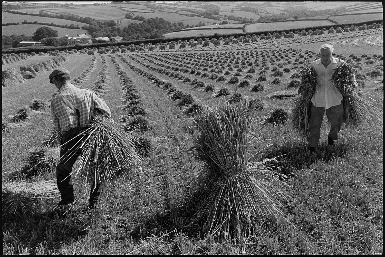 Men setting up stooks.
[Two men, including Mr Down, setting up stooks of corn in a field at Spittle, Chulmleigh, with a view of surrounding fields, hedges and farm buildings  in the background.]