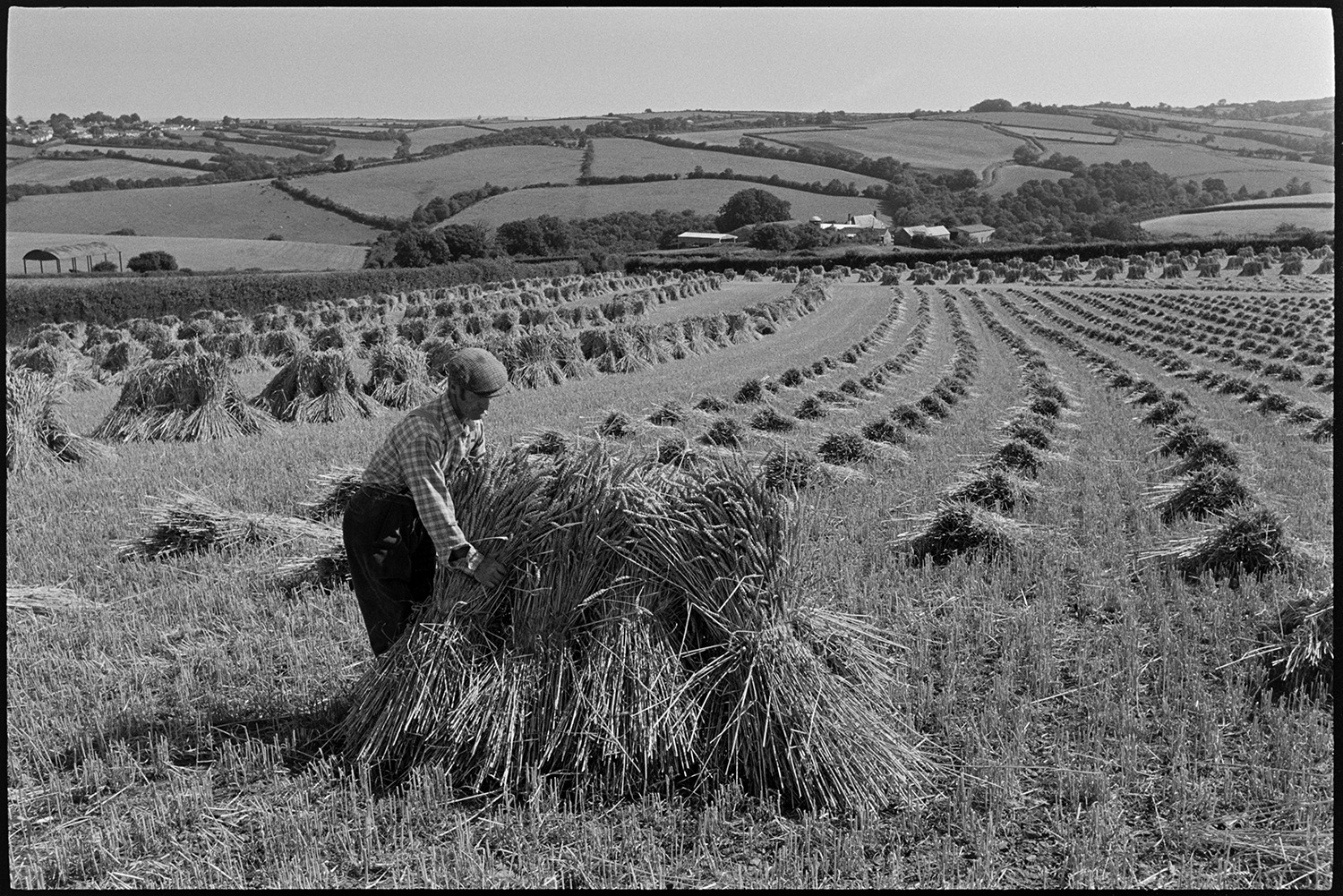Men setting up stooks.<br />
[A man setting up stooks of corn in a field at Spittle, Chulmleigh, with a view of surrounding fields, hedgerows and farm buildings in the background.]