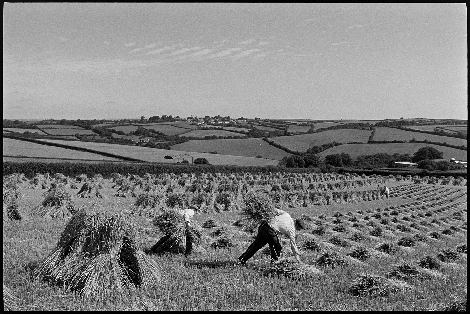 Men setting up stooks.
[Four men, including Mr Down, setting up stooks of corn in a field at Spittle, Chulmleigh, with a view of surrounding fields, hedgerows and a barn in the background.]