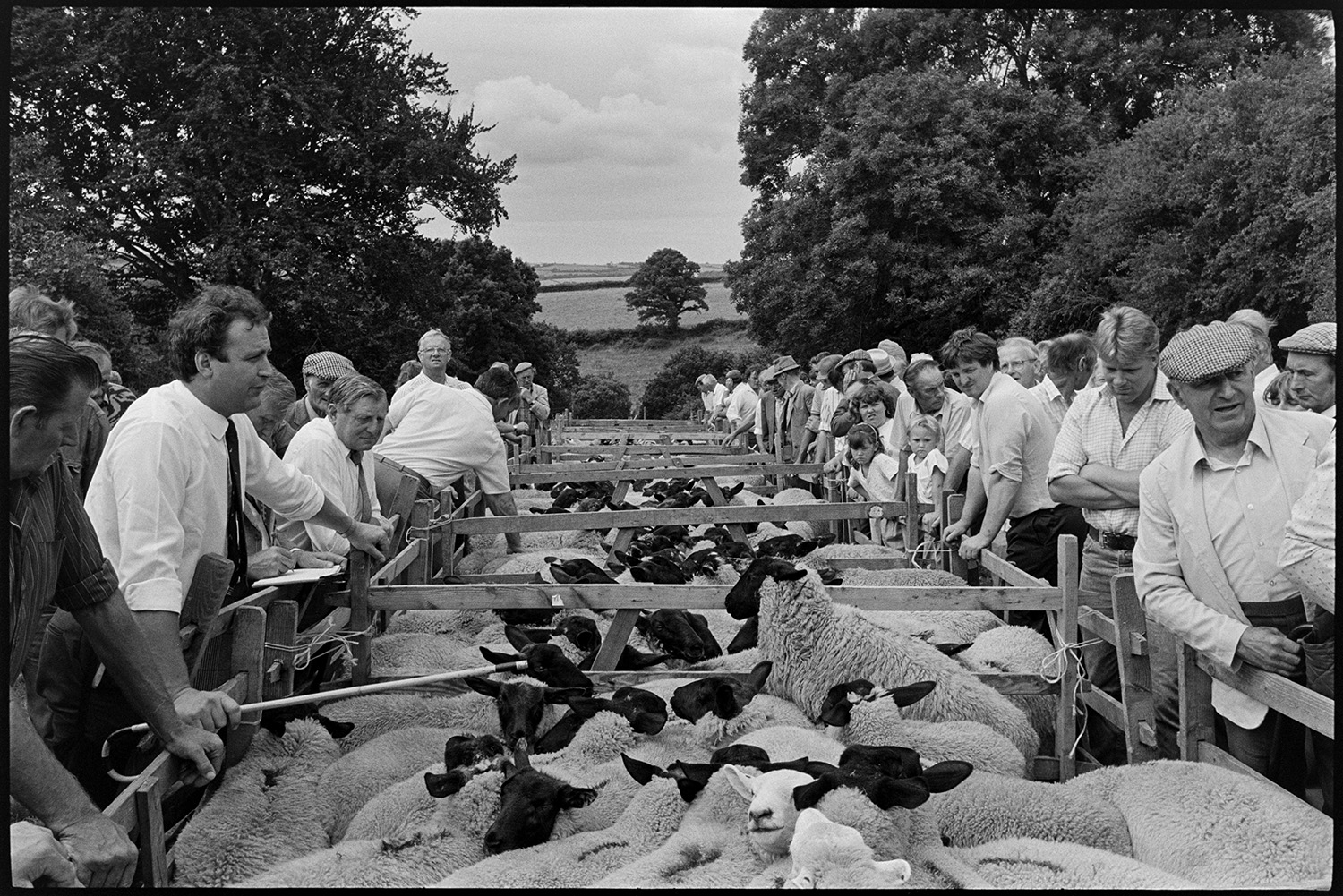 Fair, auction of sheep, farmers and crowds of spectators.
[A crowd of men, women and children standing around wooden pens of black-faced sheep being sold at Chulmleigh Fair. The auctioneer can be seen on the left, holding a stick, with his clerk writing on a clipboard.]