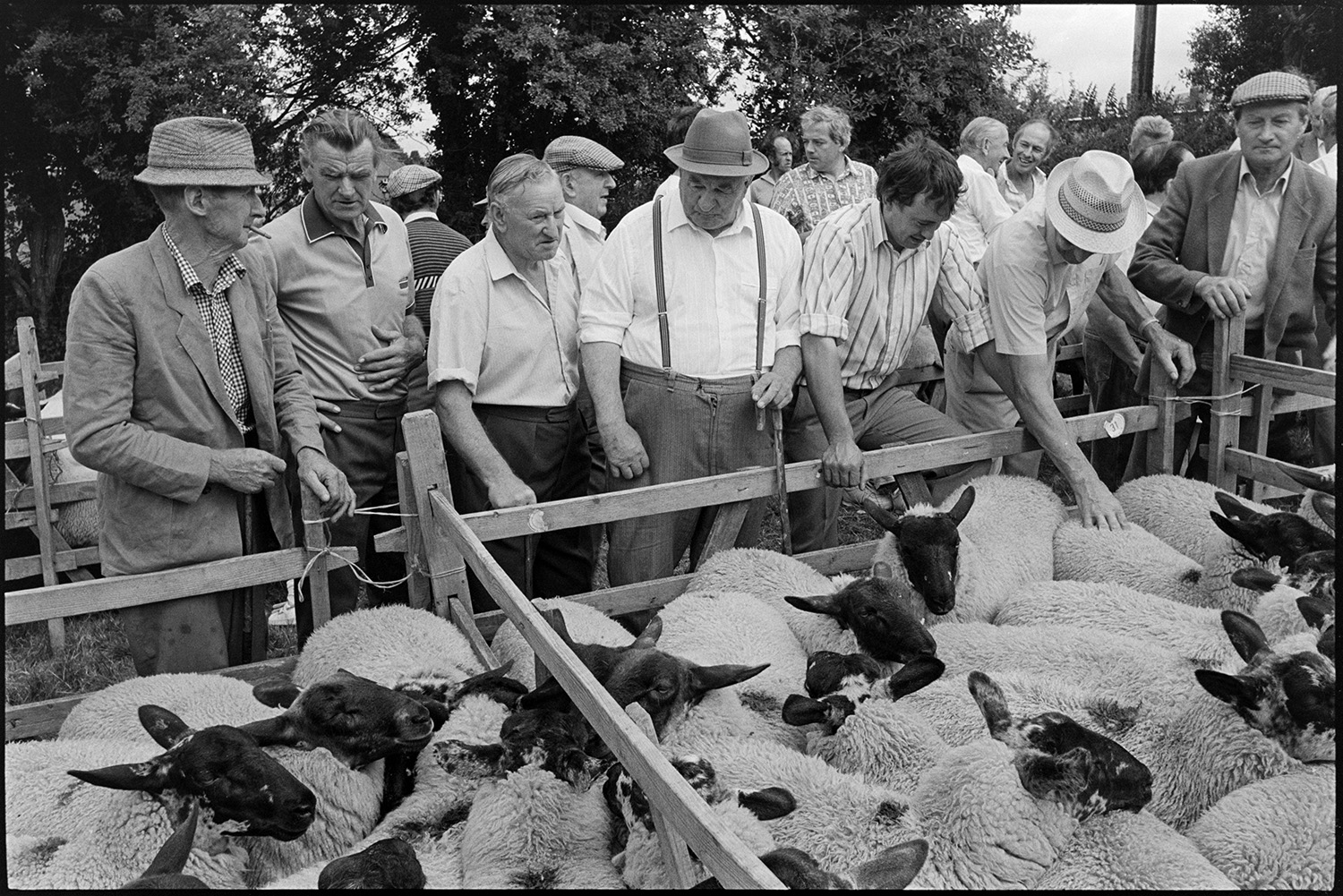 Fair, auction of sheep, farmers and crowds of spectators.
[A group of men inspecting a flock of black-faced sheep in wooden pens at a sheep sale at Chulmleigh Fair.]