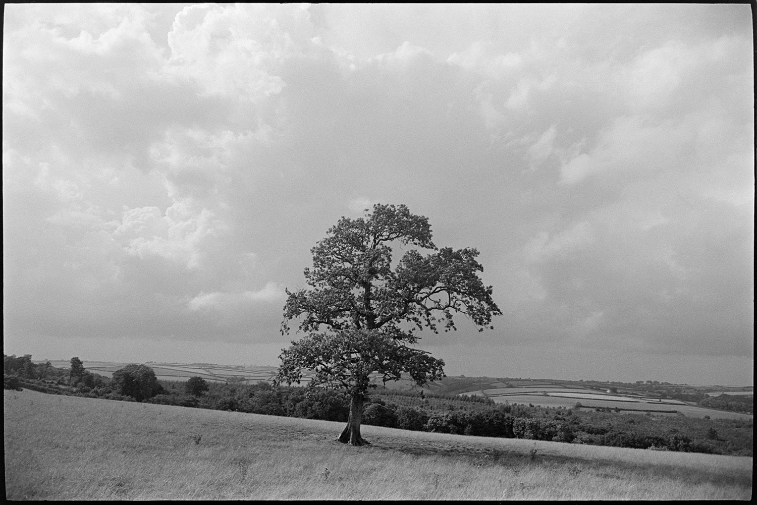 Lone tree in landscape with stormy clouds. 
[A tree in a field at Ashreigney with clouds in the sky above. A landscape of fields, woodland and hedgerows can be seen in the background.]