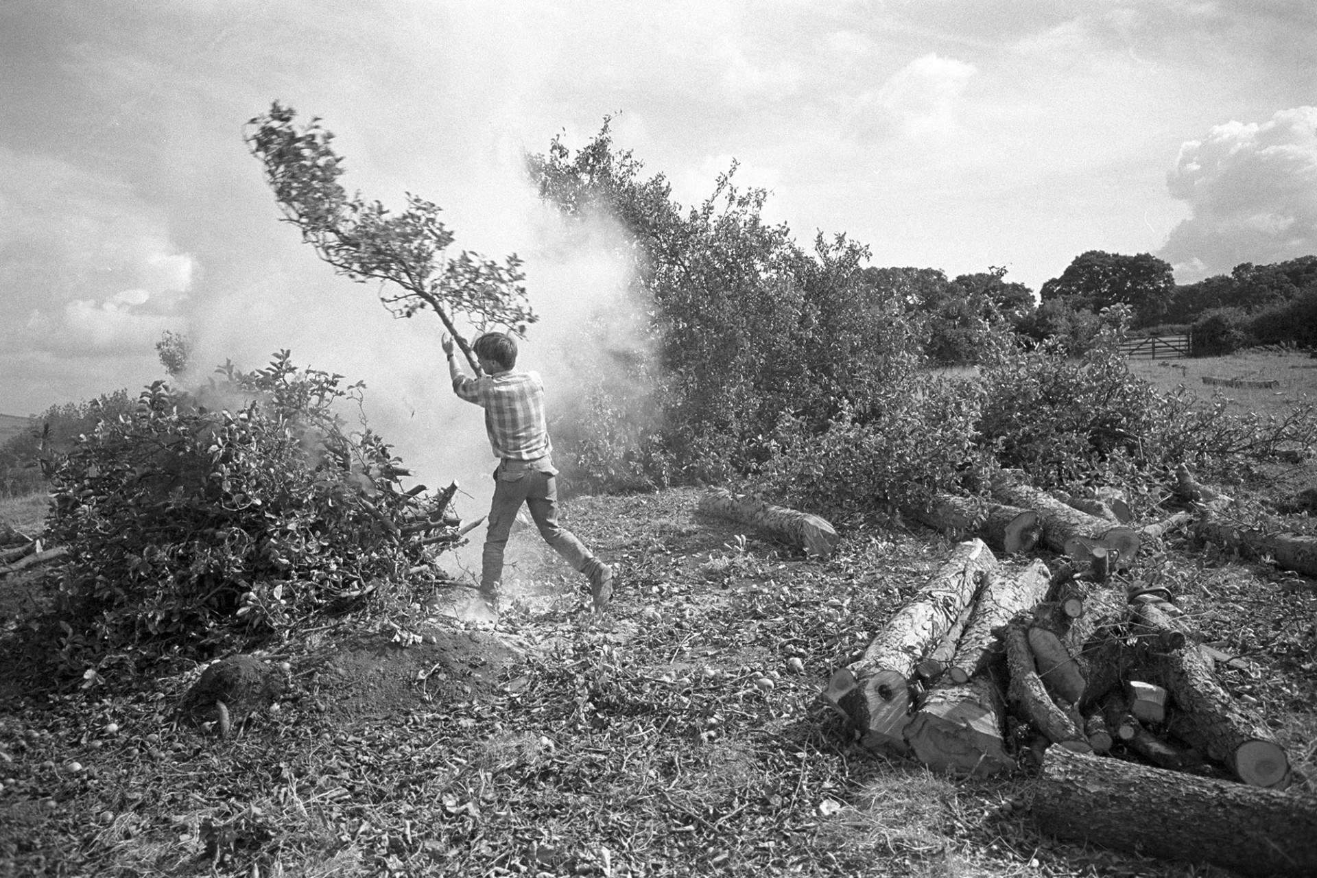 Orchards, man throwing branches on to bonfire from felled orchard. 
[A man throwing branches from fruit trees from a felled orchard onto a bonfire at Hele, South Devon. A pile of saw up tree trunks is on the ground nearby.]