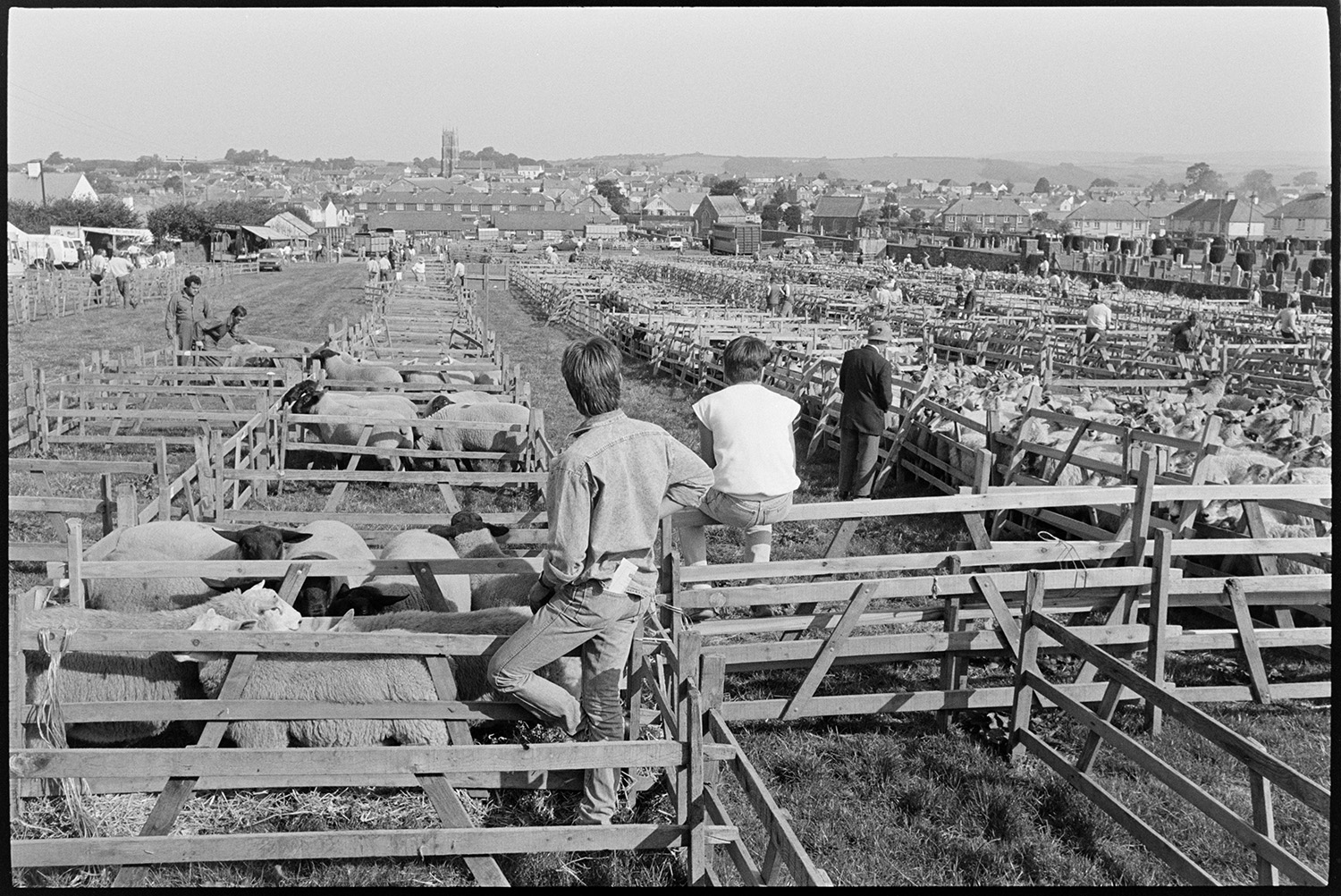 View over pens at sheep fair. <br />
[People looking at sheep in wooden pens at South Molton Sheep Fair. The town of South Molton, including the church tower, is visible in the background.]