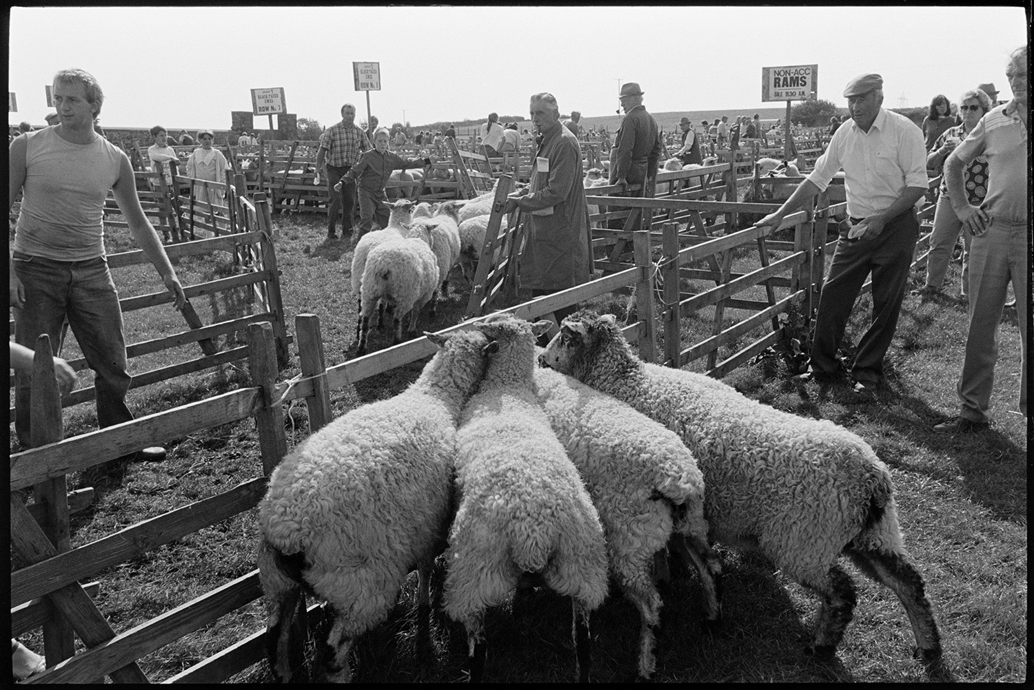 View over pens at sheep fair. <br />
[Men moving sheep from one pen into another at South Molton Sheep Fair. Other people are watching and two of the men are smoking pipes.]