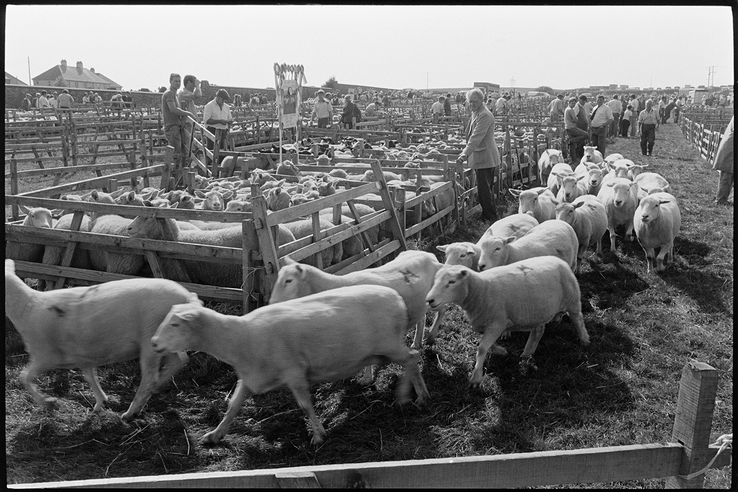 View over pens at sheep fair. <br />
[Sheep being moved at South Molton Sheep Fair. People are looking at sheep in wooden pens in the background. One of the pens has a stand with rosettes attached to it.]