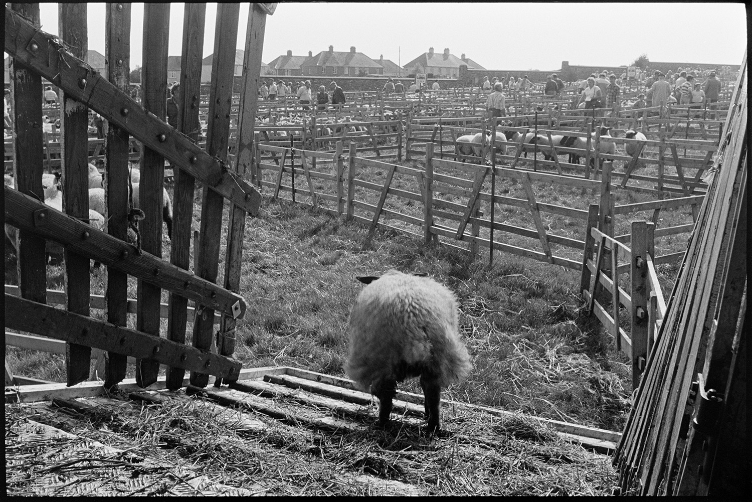 View over pens at sheep fair. <br />
[A sheep walking down the ramp attached to an animal transporter into a pen at South Molton Sheep Fair. People looking at sheep in other pens can be seen in the background.]