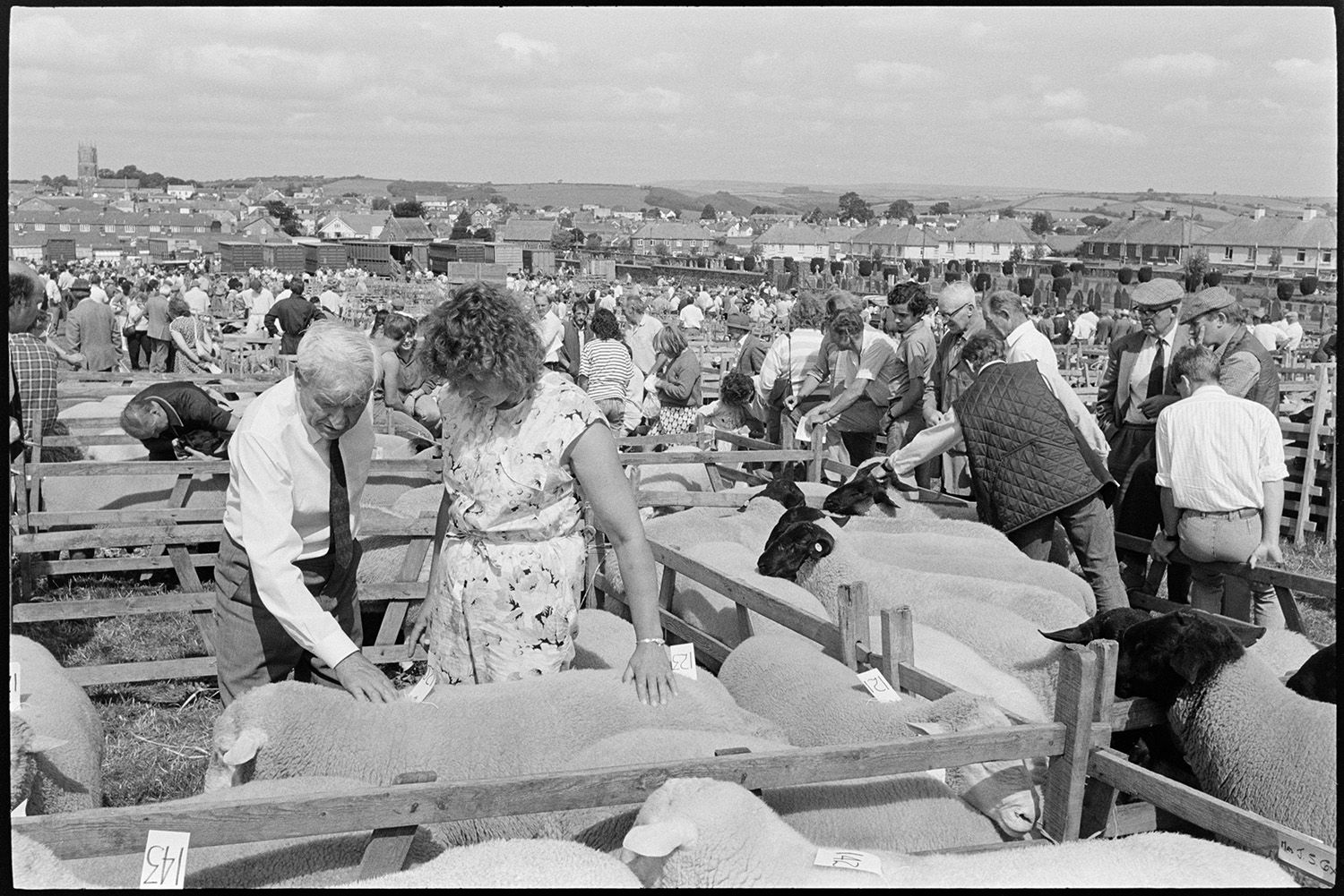 View over pens at sheep fair, farmers checking sheep, clerks at sale office in shed. 
[A man and woman checking a sheep in a wooden pen at South Molton Sheep Fair. People are looking at sheep in other pens behind them. The town of South Molton, including the church tower, is visible in the background.]