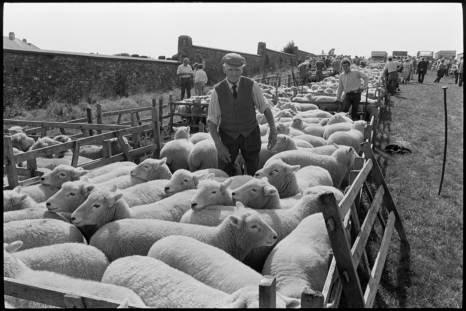Sheep fair, farmers, auctioneers moving along pens of sheep on hot day. 
[A man in a pen of sheep at South Molton Sheep Fair. Other people are looking at sheep in the background. The pens are lined up in a field near a stone wall. Lorries can be seen in the background.]