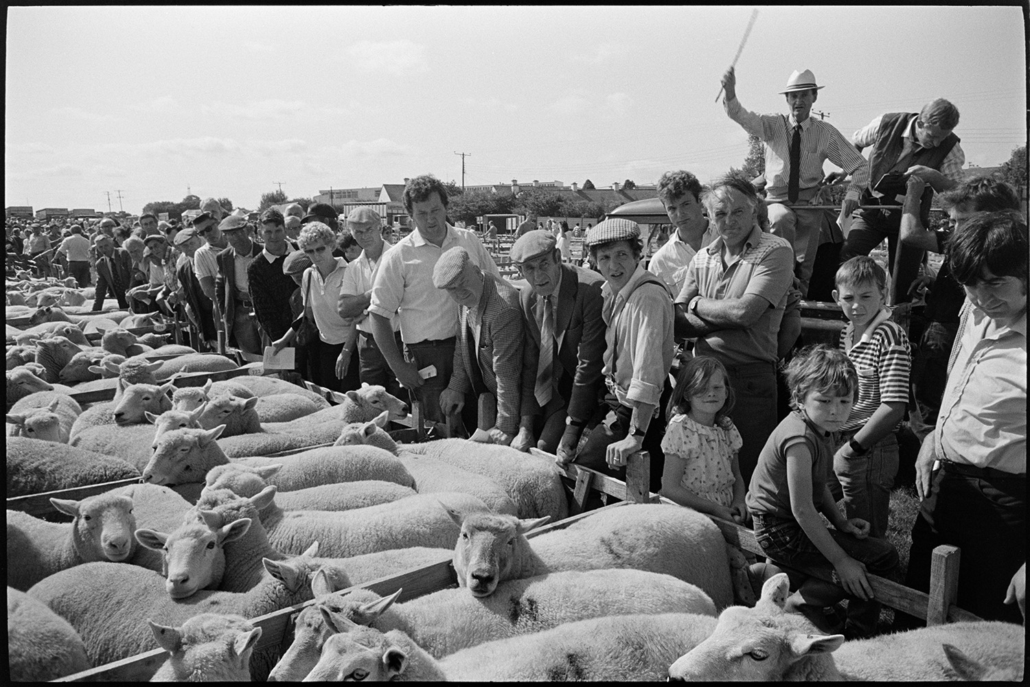 Sheep fair, farmers, auctioneers moving along pens of sheep on hot day. 
[Men, women and children looking at sheep in pens at South Molton Sheep Fair. The auctioneer is stood in the background taking bids.]
