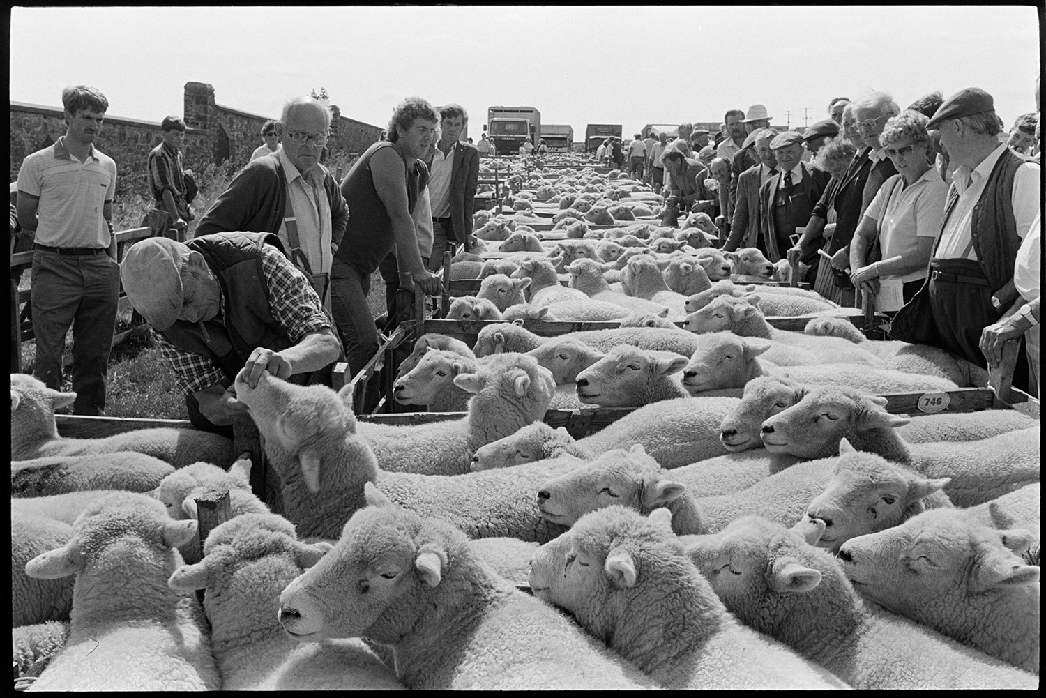 Sheep fair, farmers, auctioneers moving along pens of sheep on hot day. Overview towards town. 
[Men and women looking at sheep in pens at South Molton Sheep Fair. One man is inspecting the teeth of a sheep.]