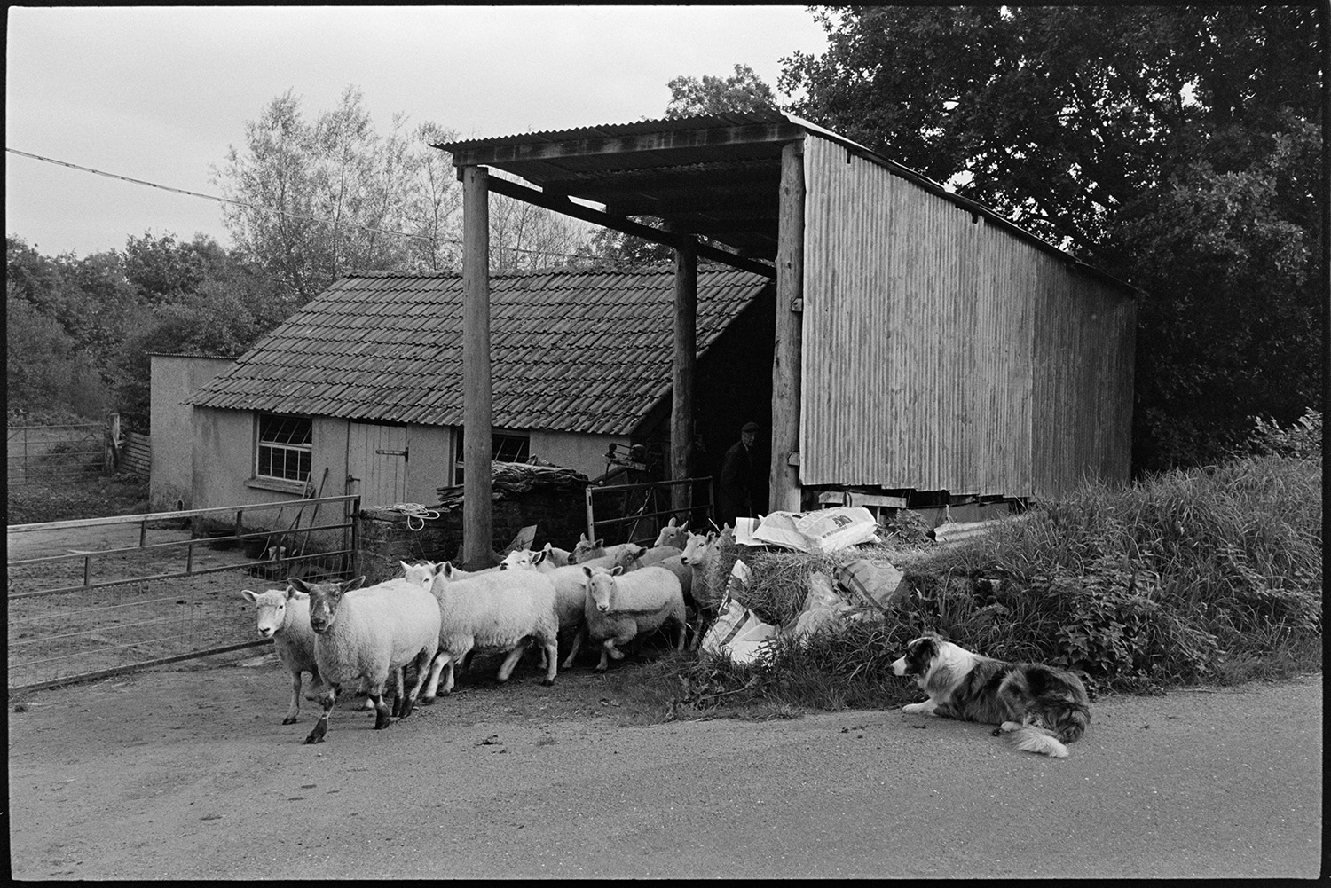 Farmer and flock of sheep going past cob barn. 
[A flock of sheep walking into a lane from a corrugated iron barn at Wampford, Bishops Nympton. A dog is laying in the lane watching them and a tiled farm building can be seen in the background, behind a gate.]