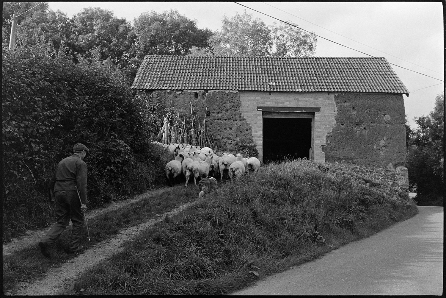 Farmer and flock of sheep going past cob barn. 
[A man and dog herding a flock of sheep up a grass verge and past a cob barn with a tiled roof, at Wampford, Bishops Nympton. A woodpile is lent against the wall of the barn.]