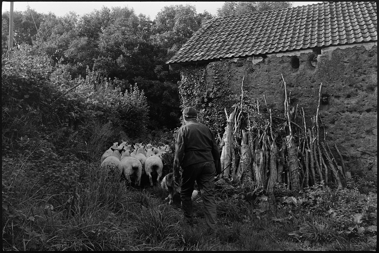 Farmer and flock of sheep going past cob barn. 
[A man and dog herding a flock of sheep along an overgrown path past a cob barn with a tiled roof, at Wampford, Bishops Nympton. A woodpile is lent against the wall of the barn.]