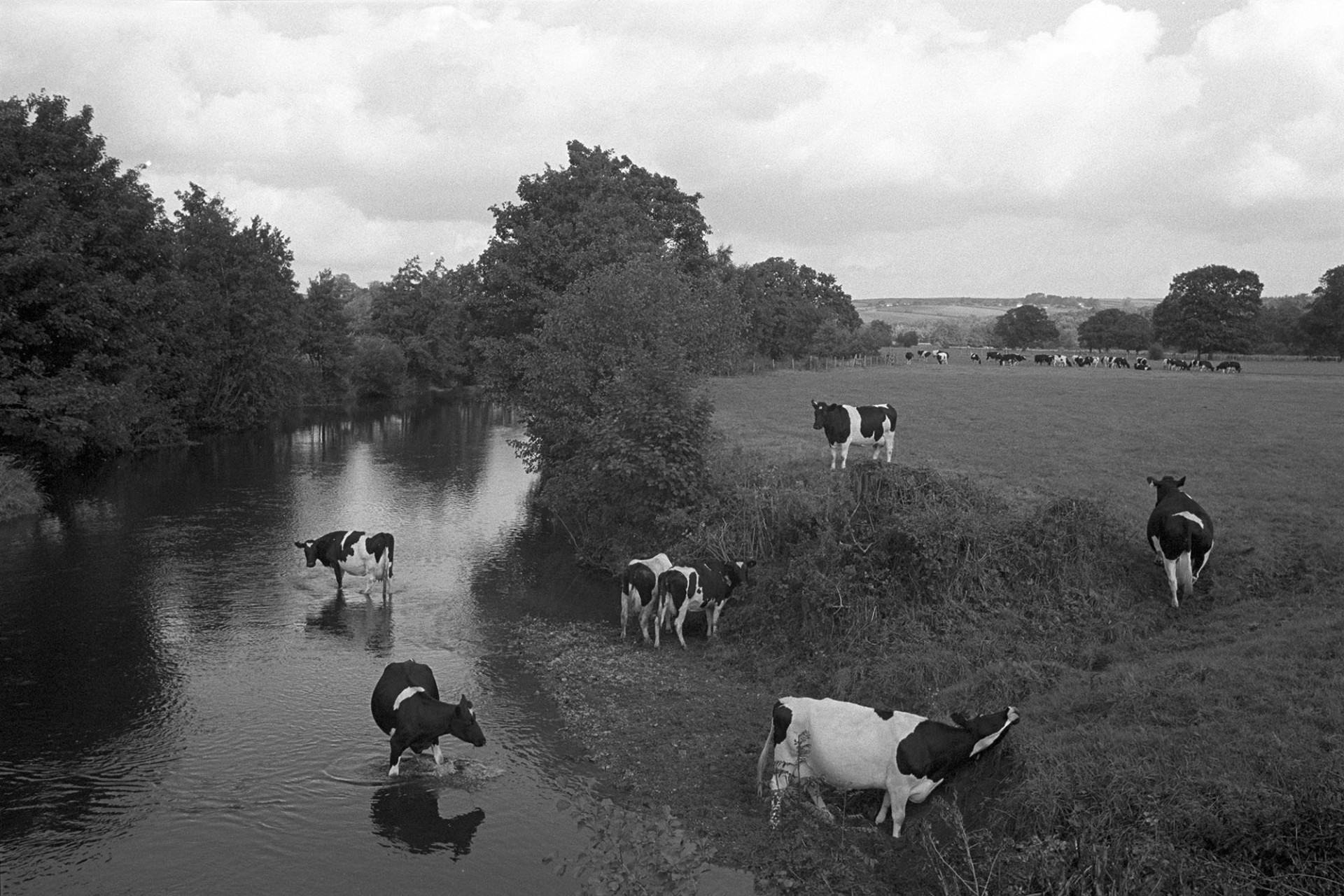 Cows drinking and wading in river. 
[Cows cooling off in the River Taw at Bridge Reeve, Ashreigney. More cattle can be seen grazing in the field in the background.]
