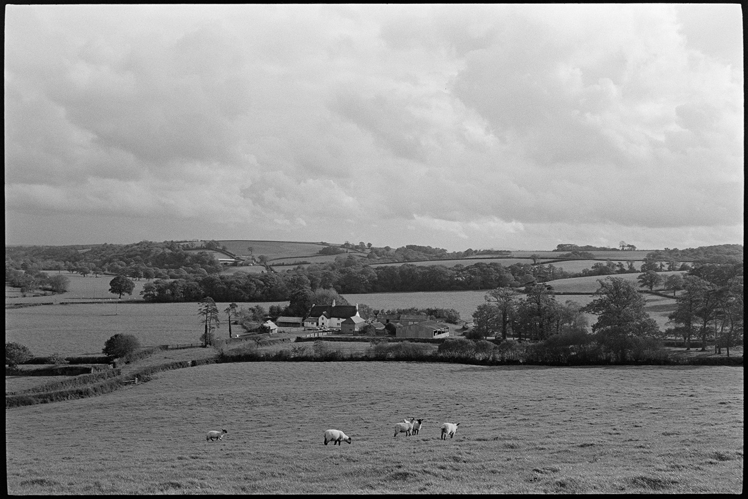 Sheep in field by cob and thatch farmhouse. 
[Sheep grazing in a field at Totleigh Barton, Sheepwash. The cob and thatch farmhouse where the  Arvon Foundation is based is visible in the background surrounded by fields and trees.]