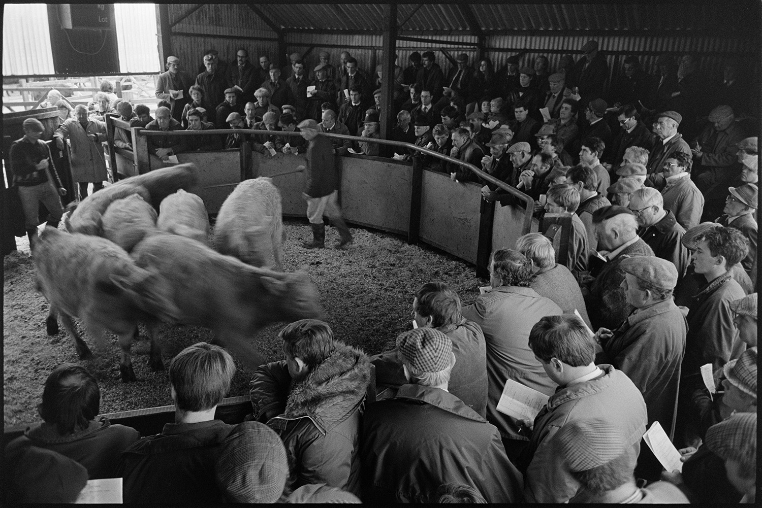 Ring at cattle market, farmers bidding. 
[Men bidding on cattle in a livestock ring at a cattle market near Wheddon Cross. Another man is parading the cattle around the ring.]
