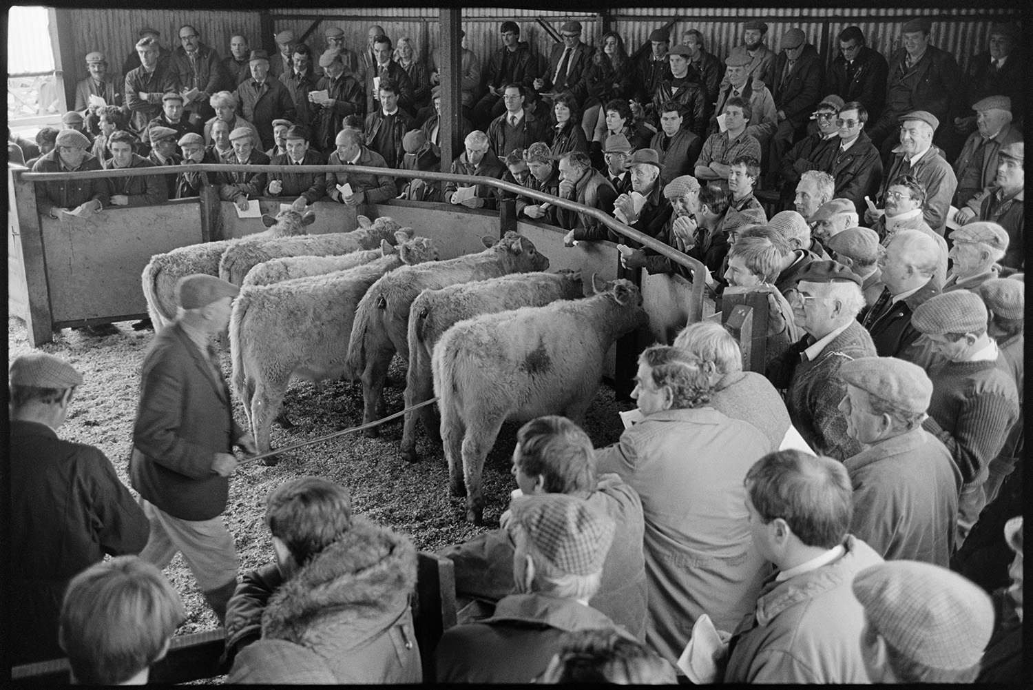 Ring at cattle market, farmers bidding. 
[Men bidding on cattle in a livestock ring at a cattle market near Wheddon Cross.]