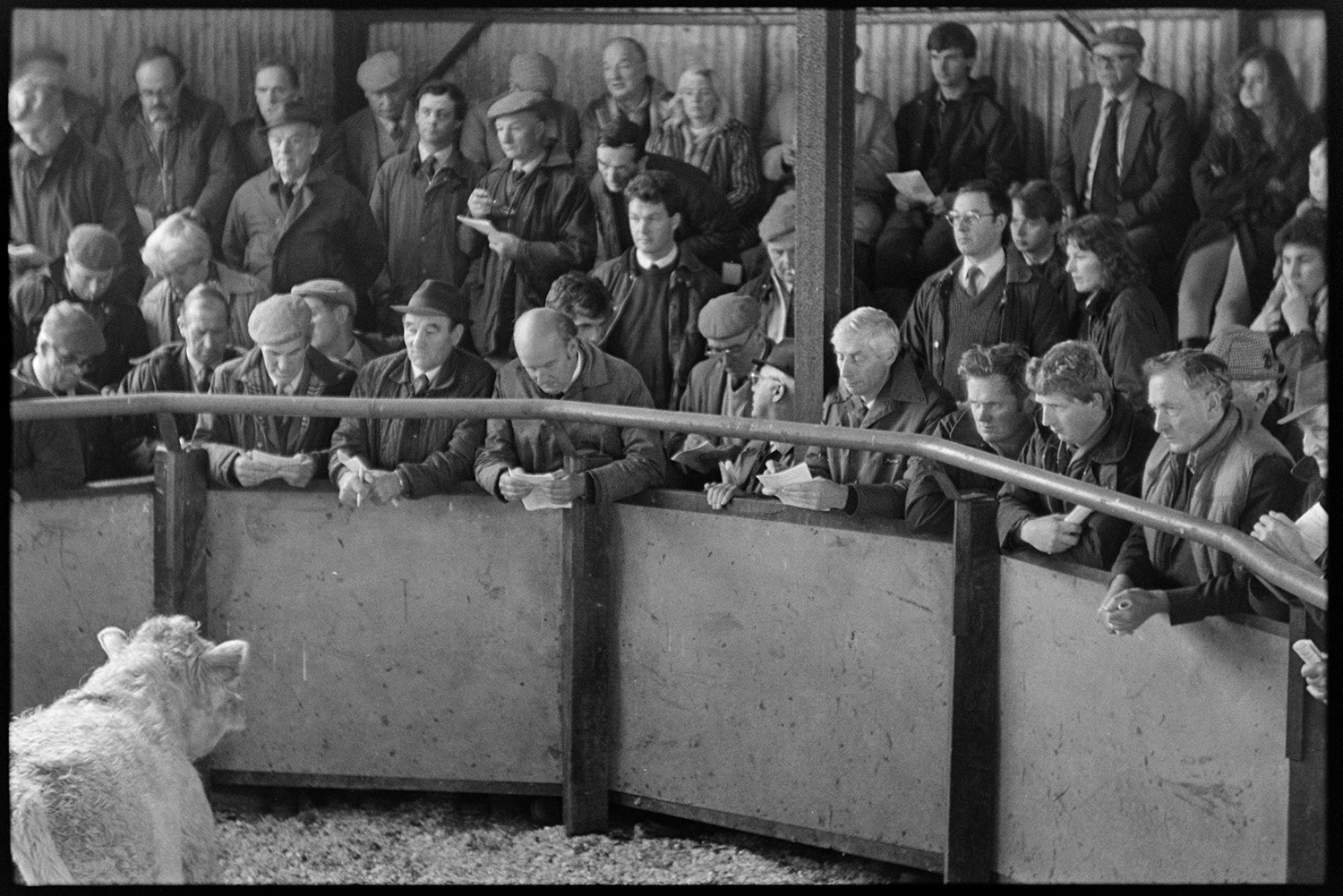 Ring at cattle market, farmers bidding. 
[Men bidding on cattle in a livestock ring at  cattle market near Wheddon Cross.]